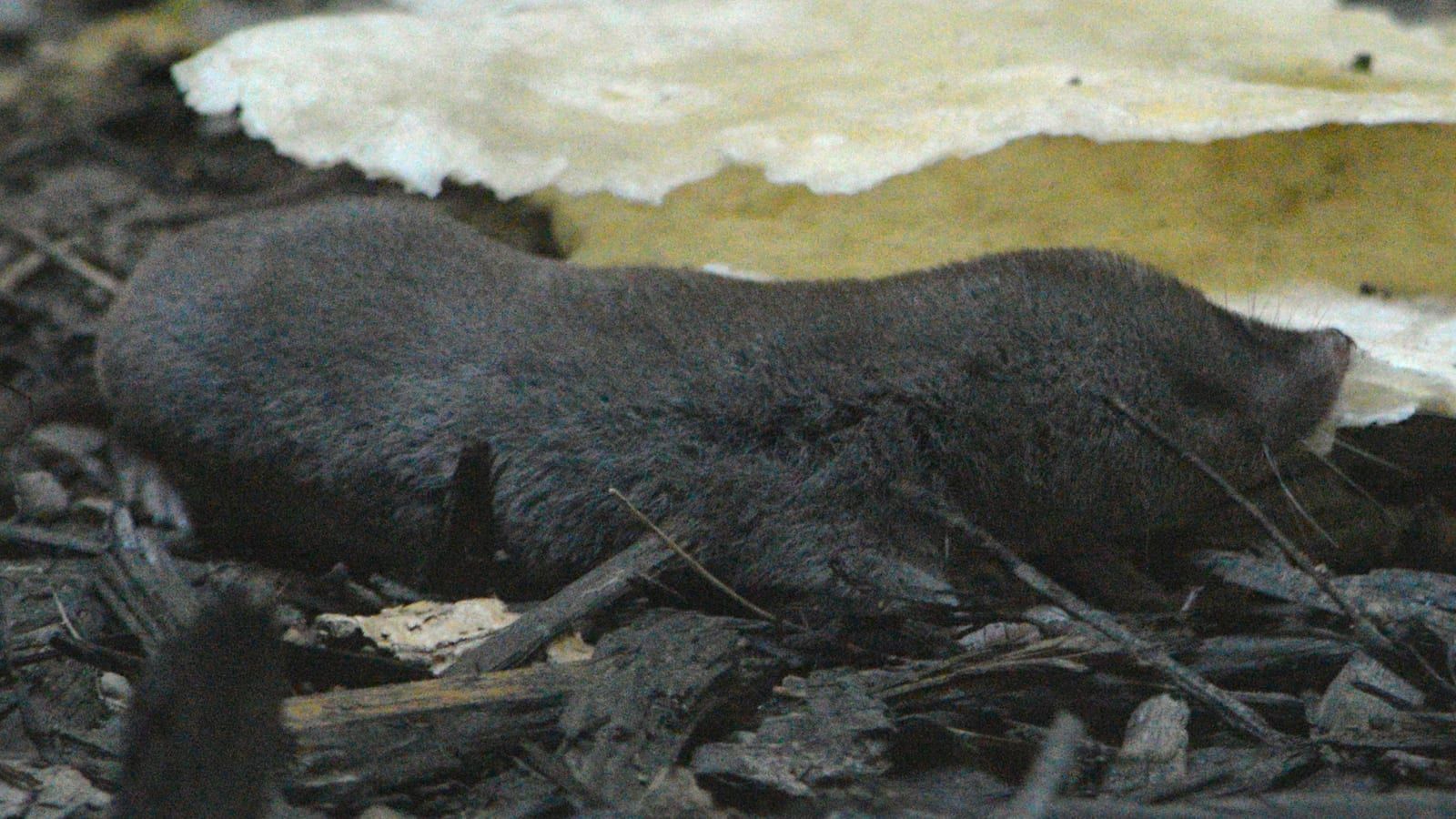 A northern short-tailed shrew with velvety slate-gray fur, a long pointed snout, very short tail, and tiny eyes moving through leaf litter beside a patch of white fungus.