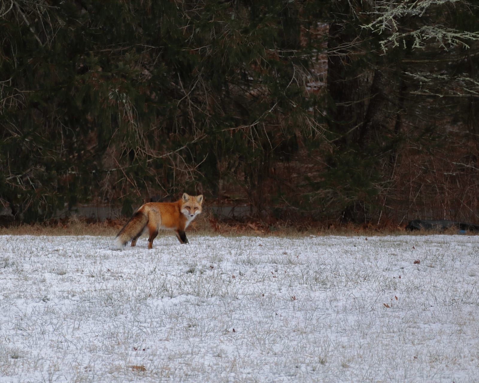 A red fox with a rusty-red coat, black legs, and white-tipped bushy tail standing in a snowy field and looking toward the camera, a dark conifer forest edge behind it.