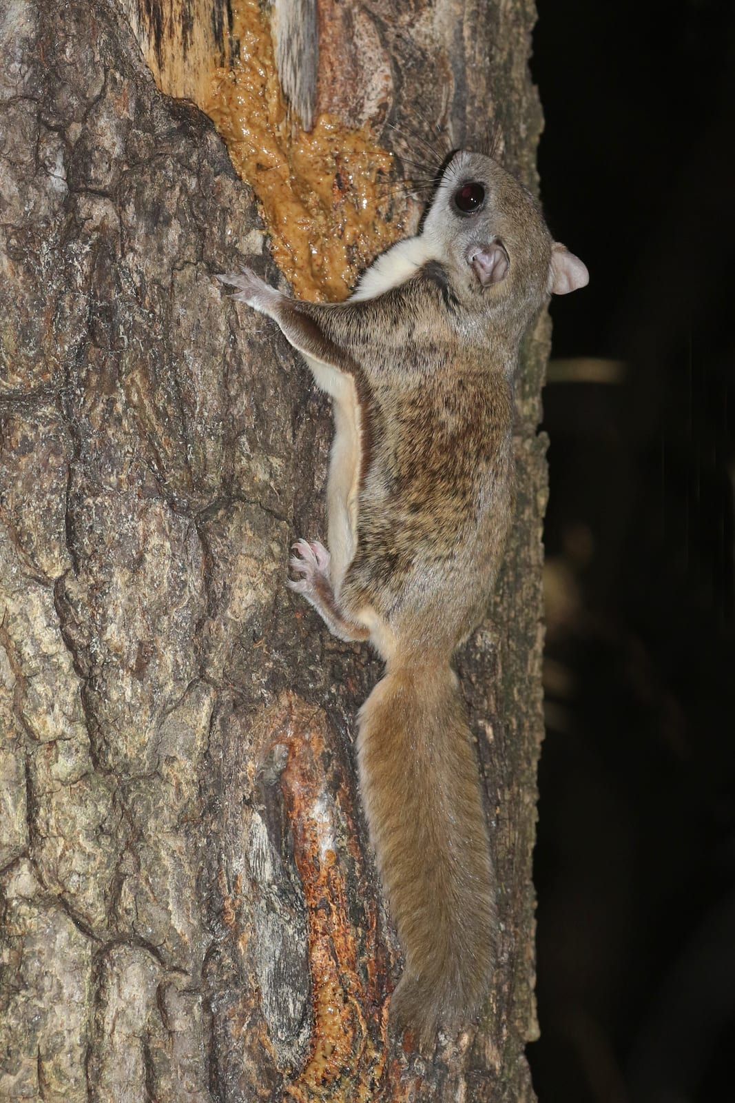 A southern flying squirrel clinging to a tree trunk at night, its large dark eyes and grayish-brown fur lit by flash, with a loose fold of gliding membrane visible along its flank.