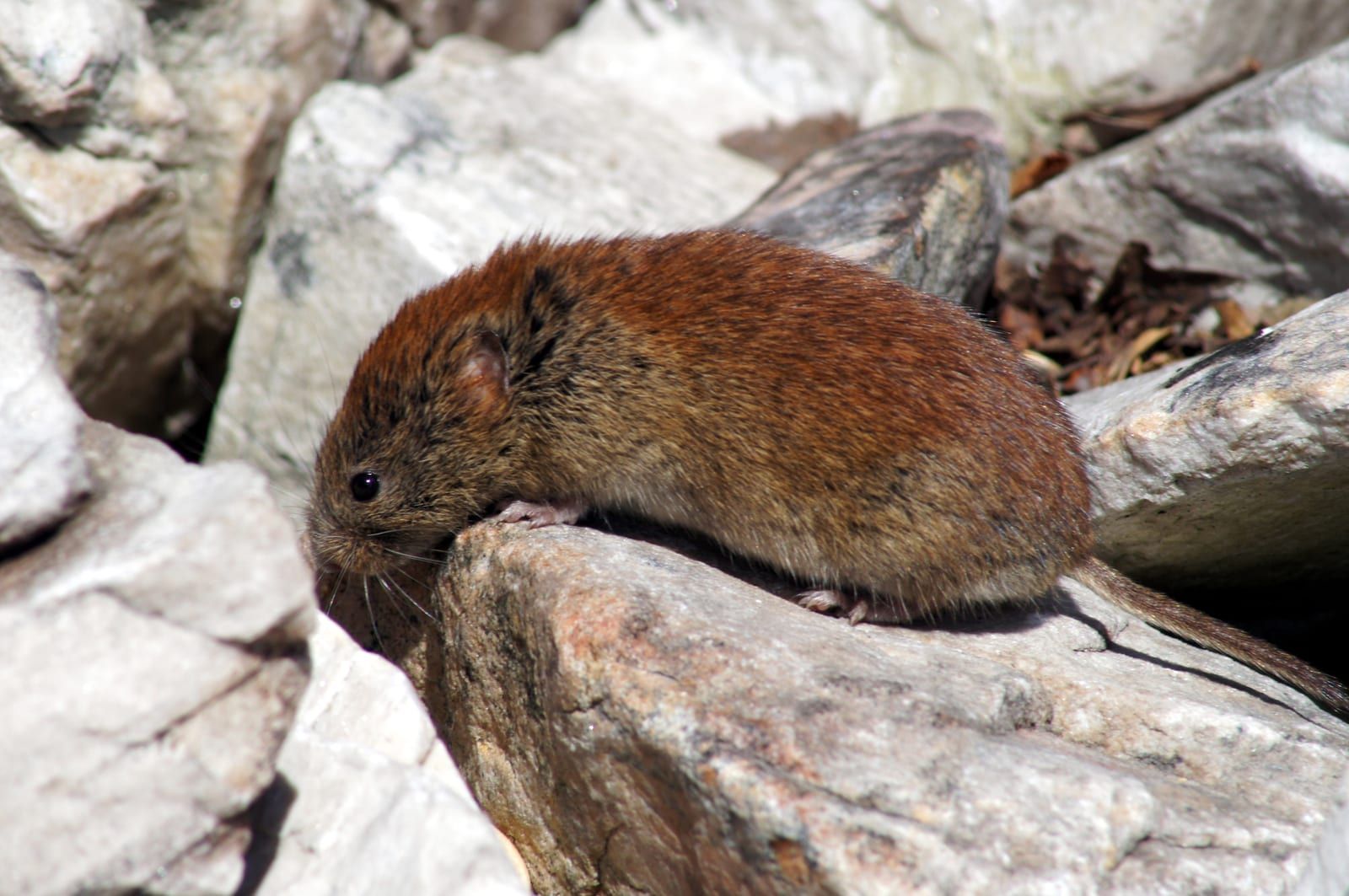 A southern red-backed vole on sunlit rocks, its distinct rusty-red dorsal band contrasting with grayer flanks, with a blunt face and small ears.