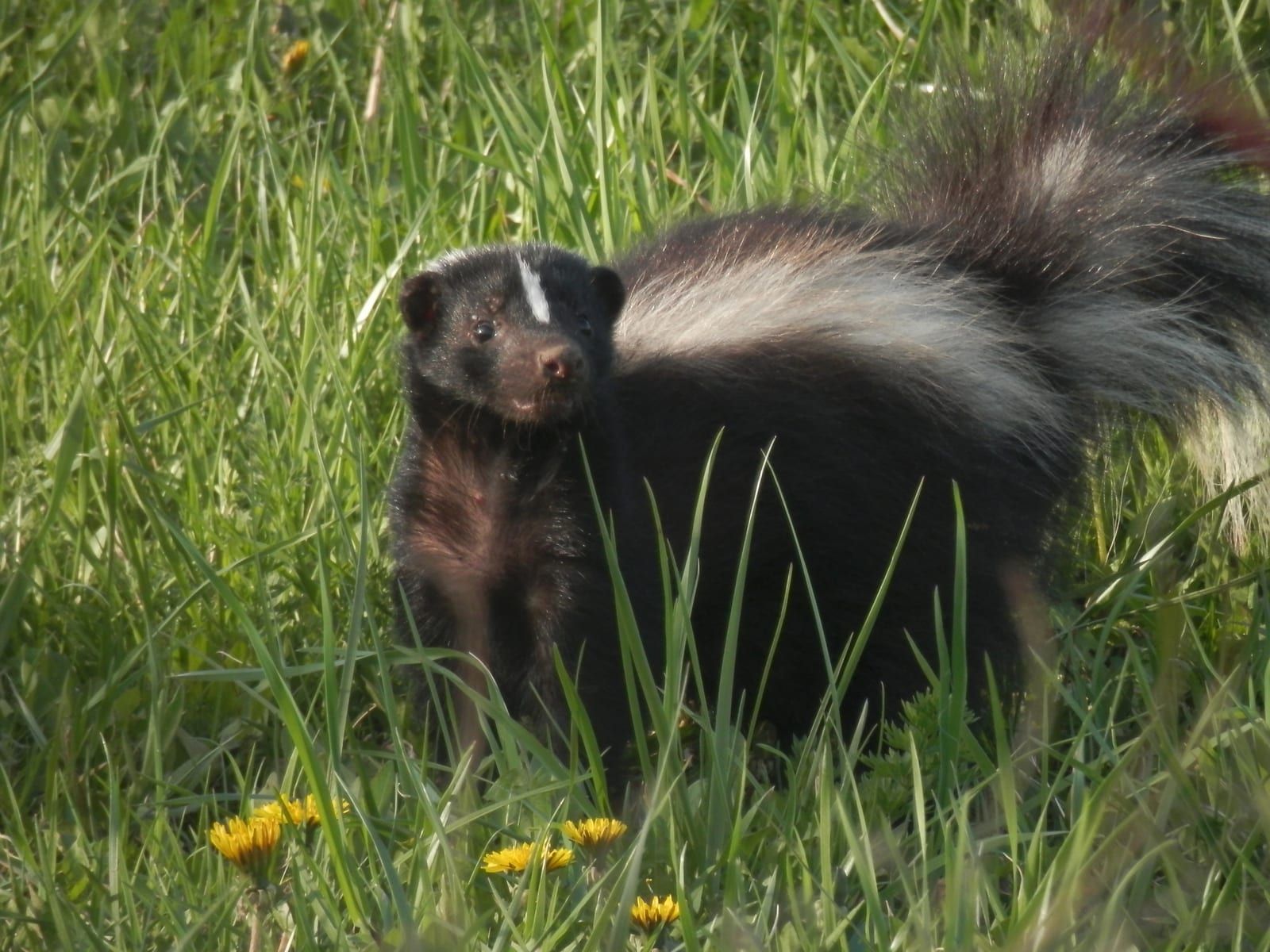 A striped skunk in green grass with a white nape cap splitting into two white dorsal stripes over a black body, its bushy black-and-white tail raised behind it.