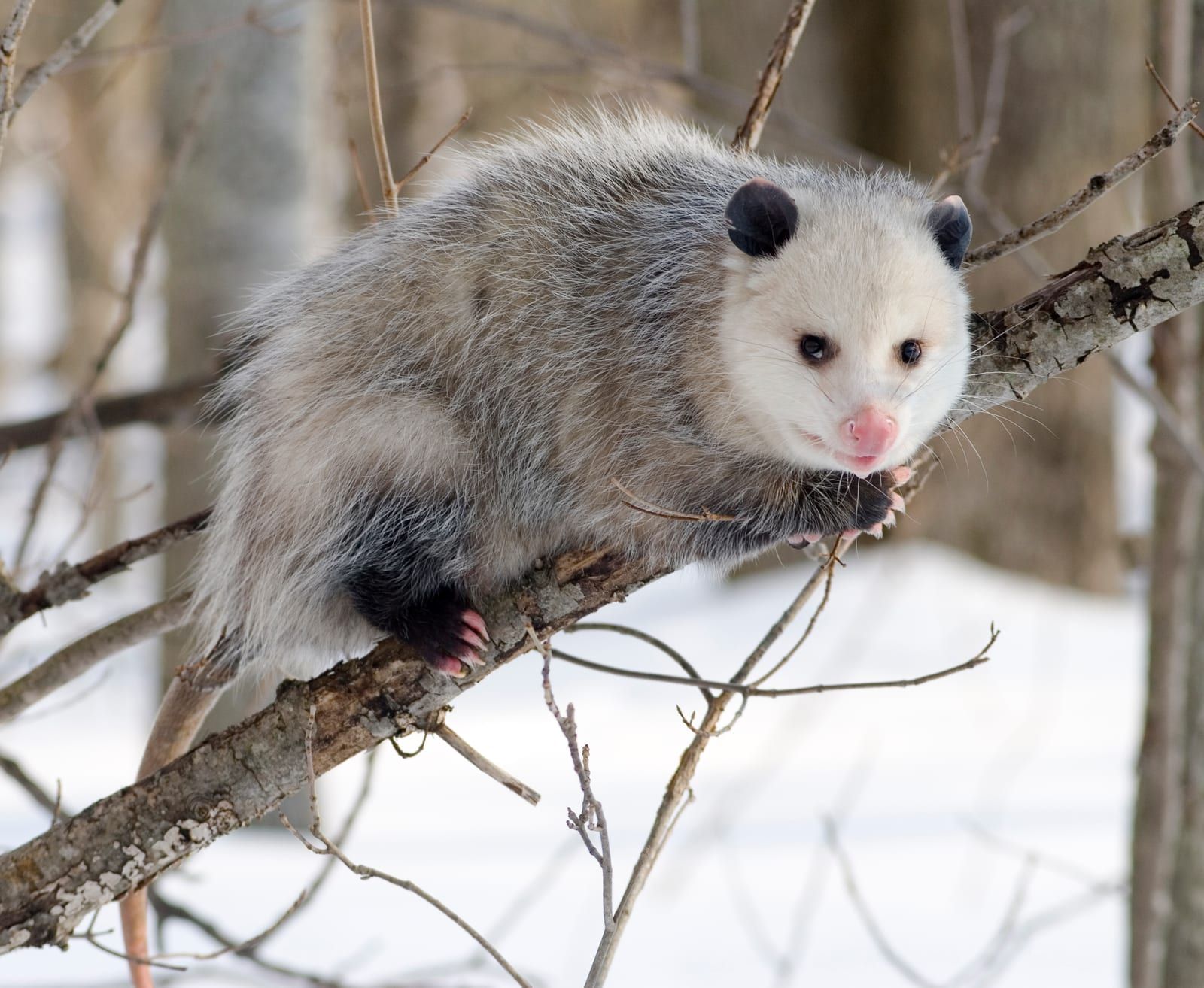 A Virginia opossum perched on a bare branch over snow, its grizzled gray body, pointed white face, pink nose, black hairless ears, and long whiskers clearly visible.