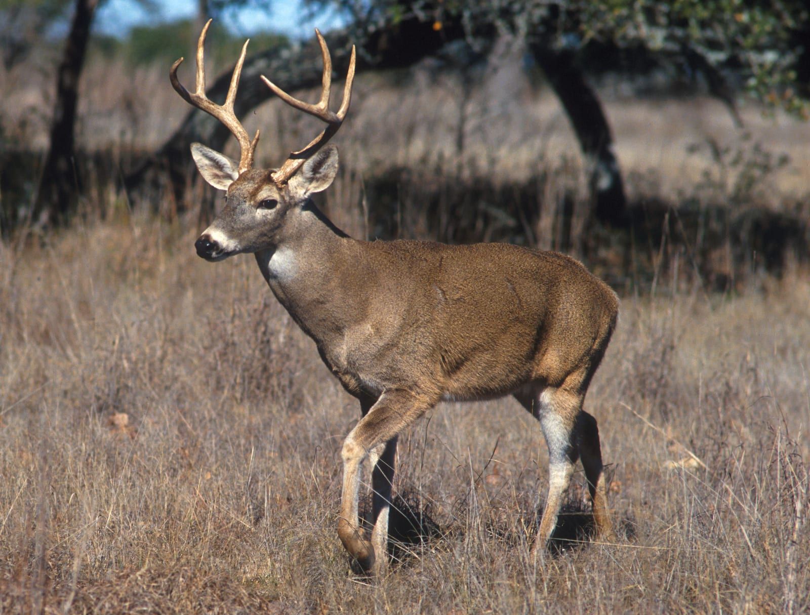 A white-tailed deer buck with branching antlers walking through dry golden grassland, its reddish-brown coat, white throat patch, and white eye and nose rings clearly visible.
