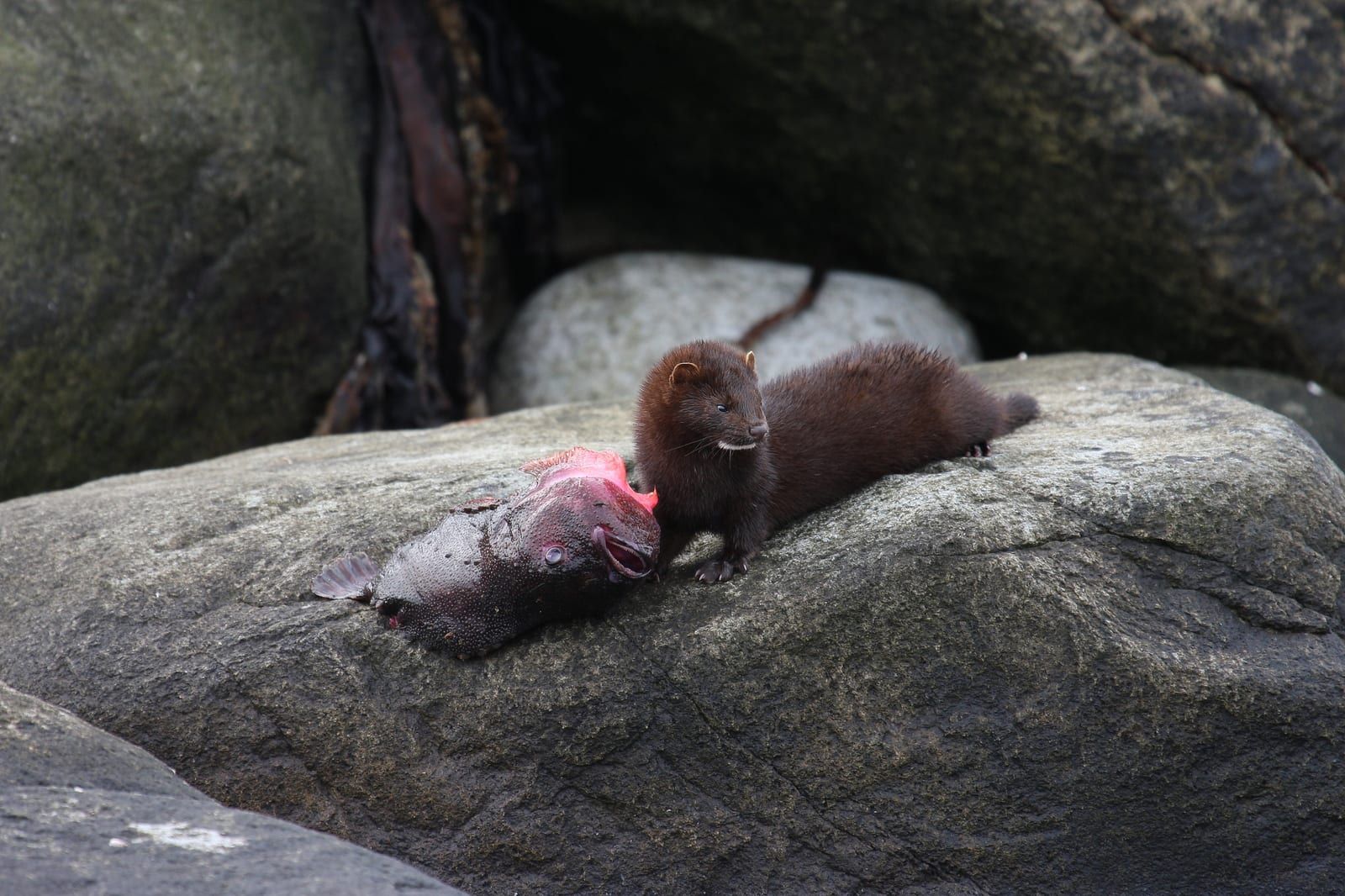 A sleek dark chocolate-brown mink with a small white chin patch and long low body standing on wet coastal rock beside a freshly caught fish.