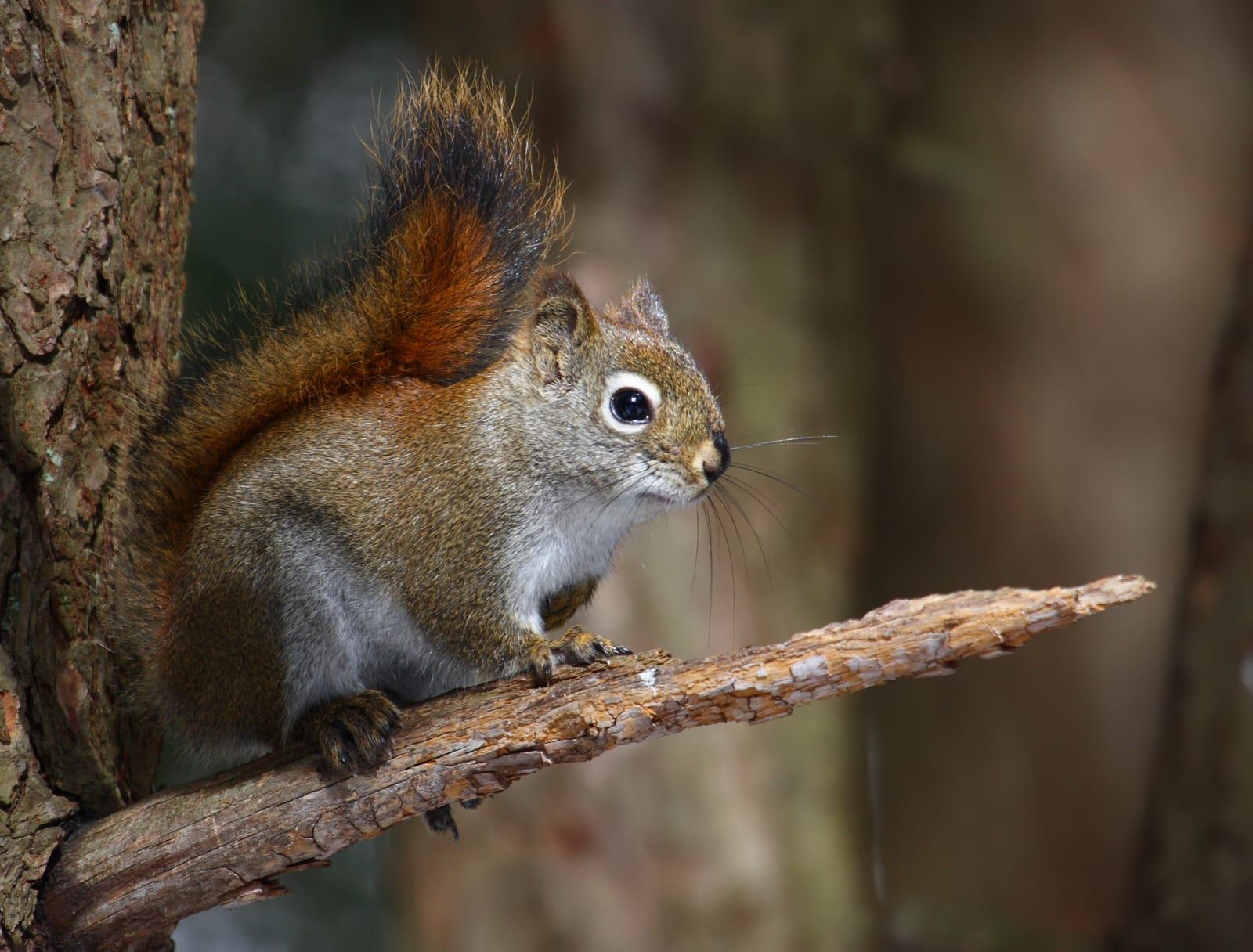 An American red squirrel in alert side profile on a branch, its rusty-red back, white underside, and white eye-ring lit against a dark forest background.
