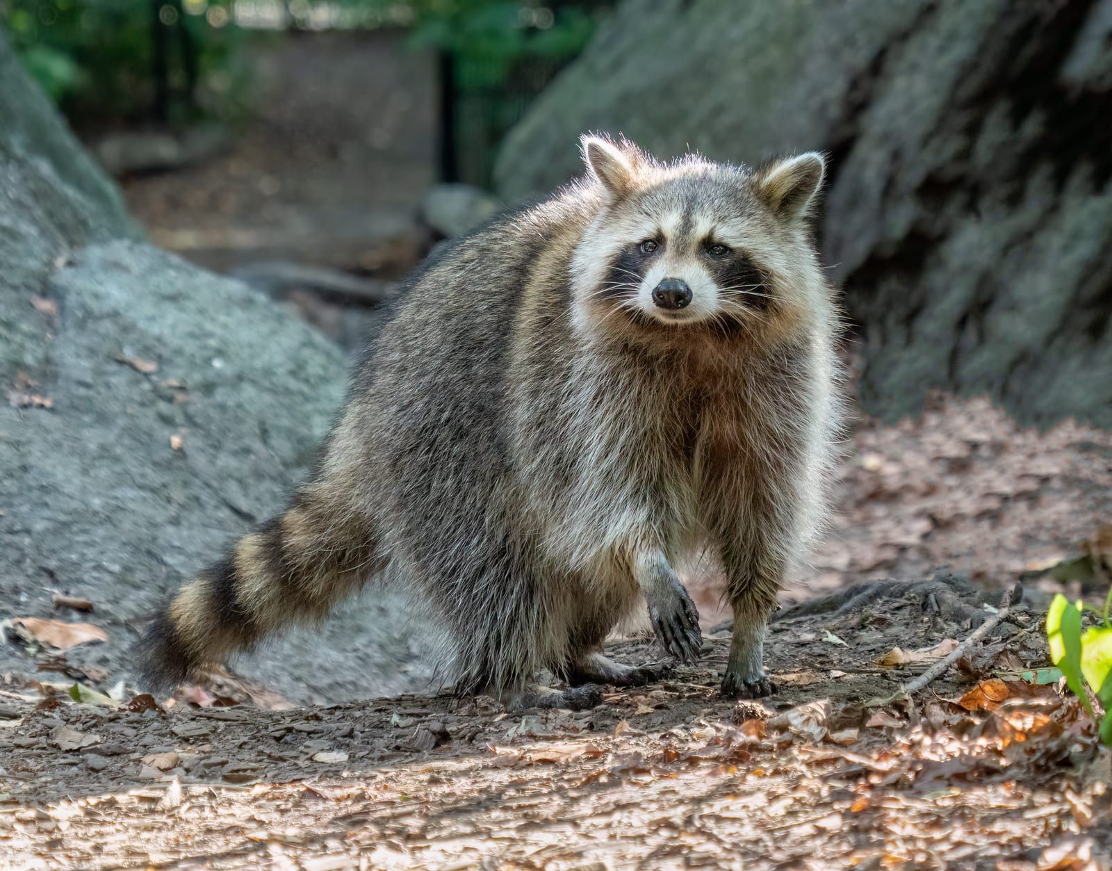 A common raccoon standing on leaf-strewn ground, its black facial mask, grizzled gray body, and bushy ringed tail lit by a shaft of light.