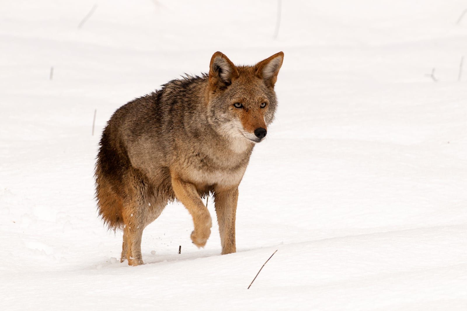 A coyote with a grizzled gray-and-tan coat, large pointed ears, and narrow muzzle standing in deep white snow, its bushy tail held low.