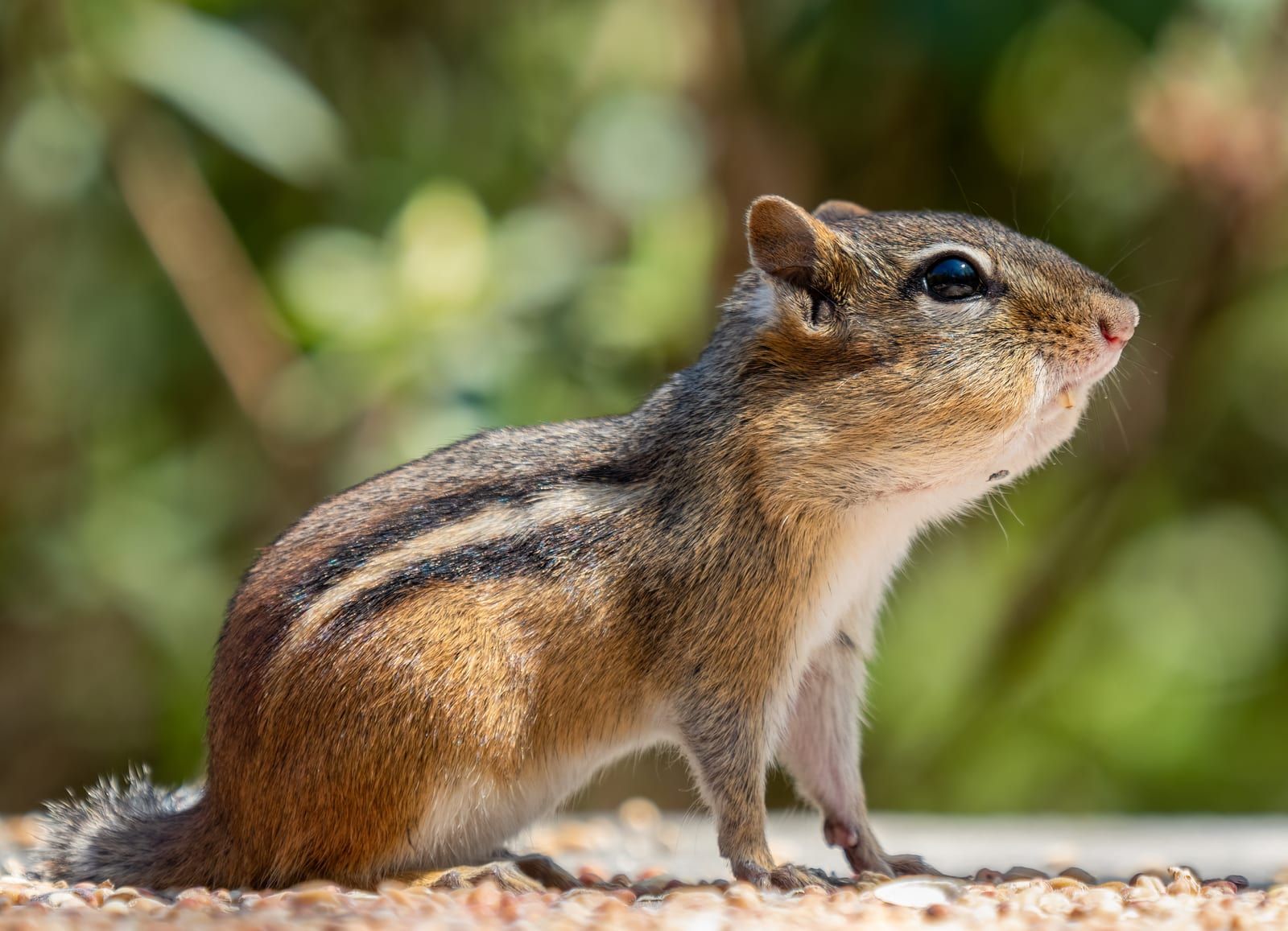 An eastern chipmunk in sharp side profile on gravelly ground, showing its reddish-brown coat, bold dark-and-cream dorsal stripes, rufous rump, and striped face.
