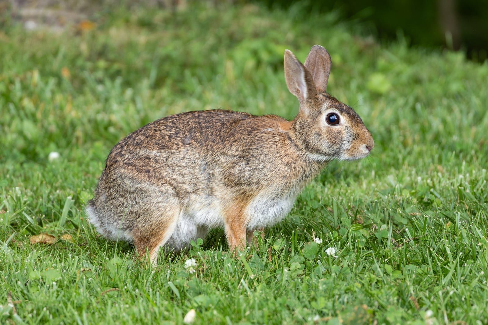 An eastern cottontail in full side profile on green grass, its grizzled agouti-brown coat, rufous nape, large ears, and white cottony tail underside clearly visible.