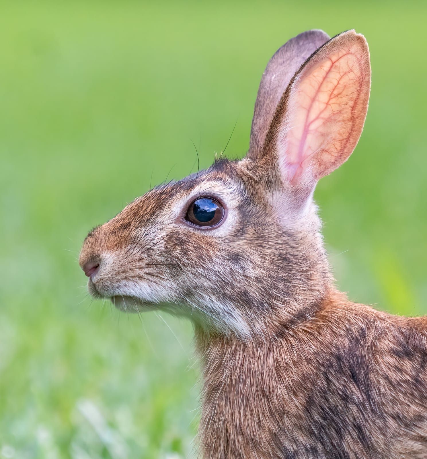 A close head-and-shoulders portrait of an eastern cottontail, one large ear backlit to show its network of blood vessels, with a big dark eye and long whiskers.
