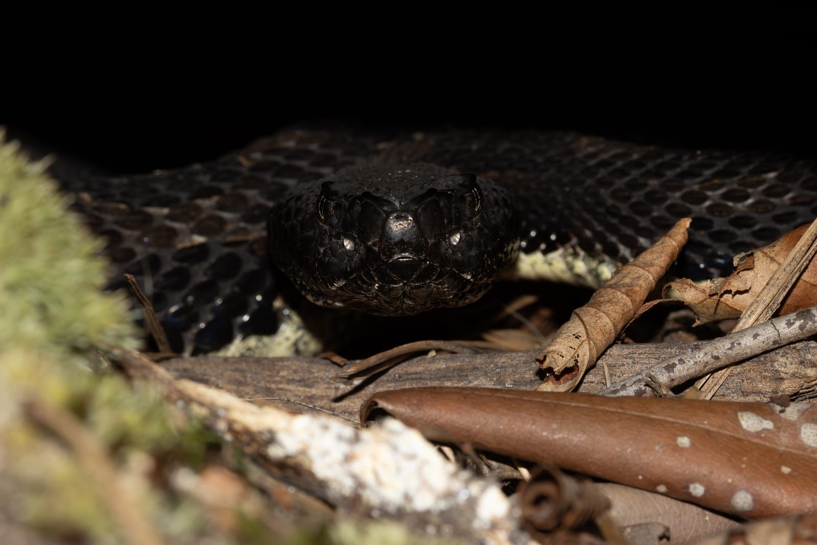 A dark-phase timber rattlesnake facing the camera at close range on the night forest floor, its broad flat head and heavily keeled near-black scales catching the light.