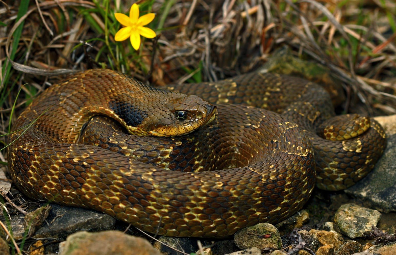 A stout eastern hognose snake coiled on stony ground beside a small yellow flower, its olive-brown back blotched with darker markings over yellow-tan sides, the scales strongly keeled.