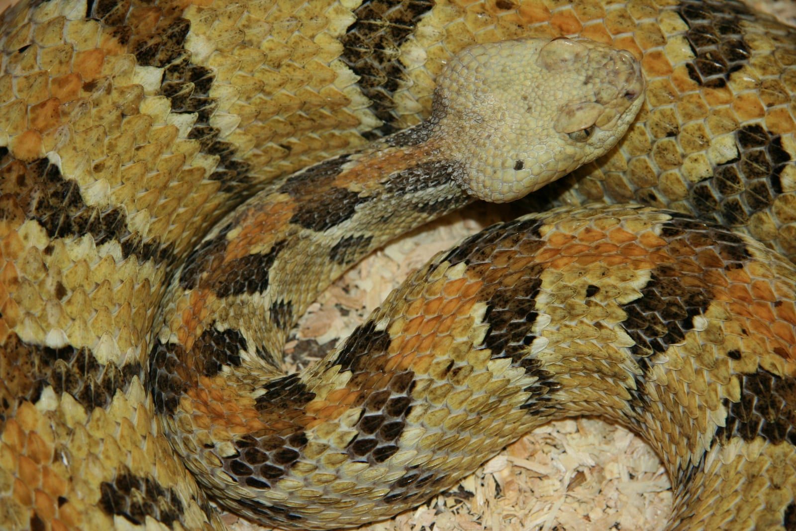 A coiled yellow-phase timber rattlesnake, tan and cream crossed by dark chevron bands, its pale unmarked head resting over the loops of its body.