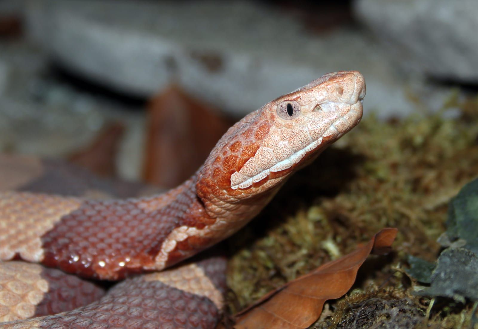 A close view of an eastern copperhead's coppery-pink head with a vertical pupil and pale lip scales, its banded body coiled over moss and dead leaves.