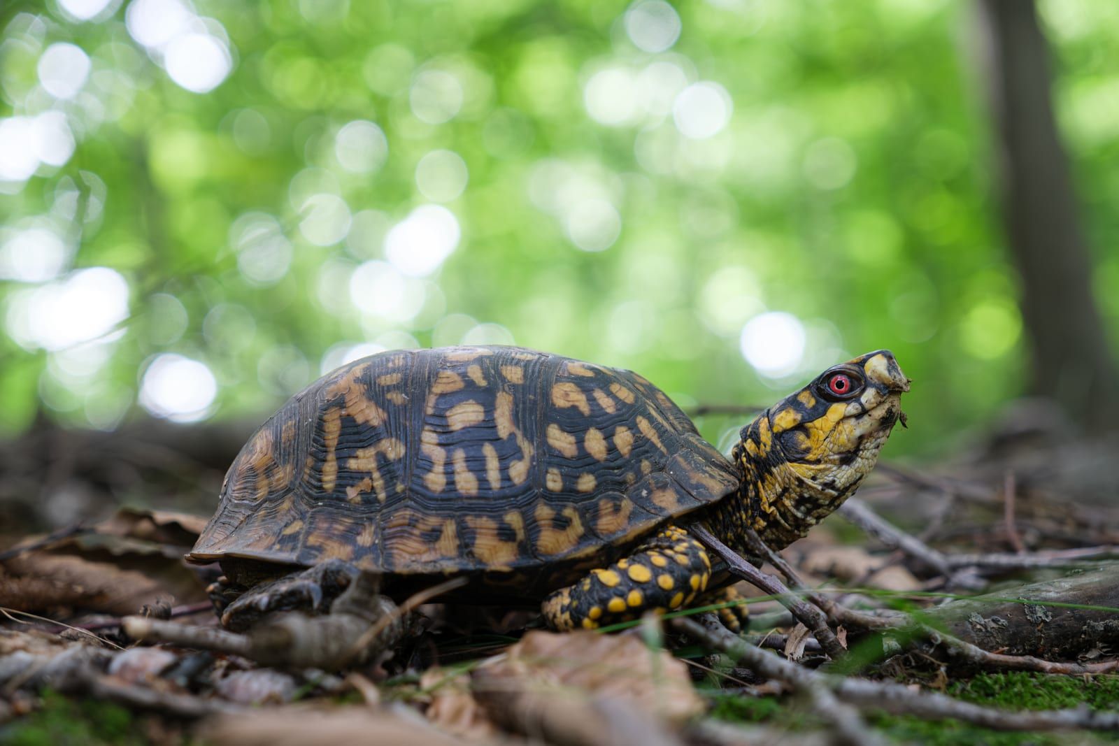 An eastern box turtle in profile on the leaf-strewn forest floor, its high-domed dark shell blotched with orange-yellow, a red eye set in its yellow-marked head.