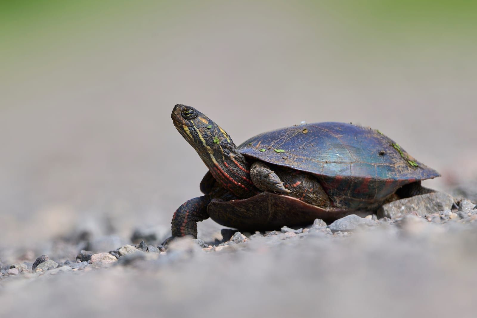 A painted turtle on open gravel with its neck stretched up, showing a smooth dark shell edged in red, fine yellow stripes on the head and neck, and red markings along the legs.