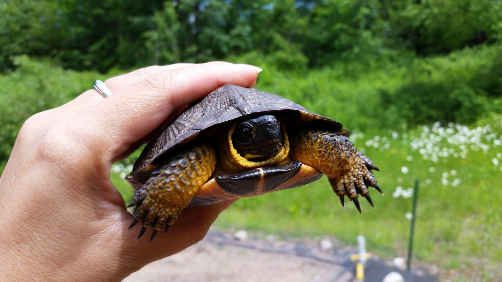 A wood turtle held in a person's hand outdoors, its low brown carapace carved into concentric ridged rings and its neck and legs a bright yellow-orange.