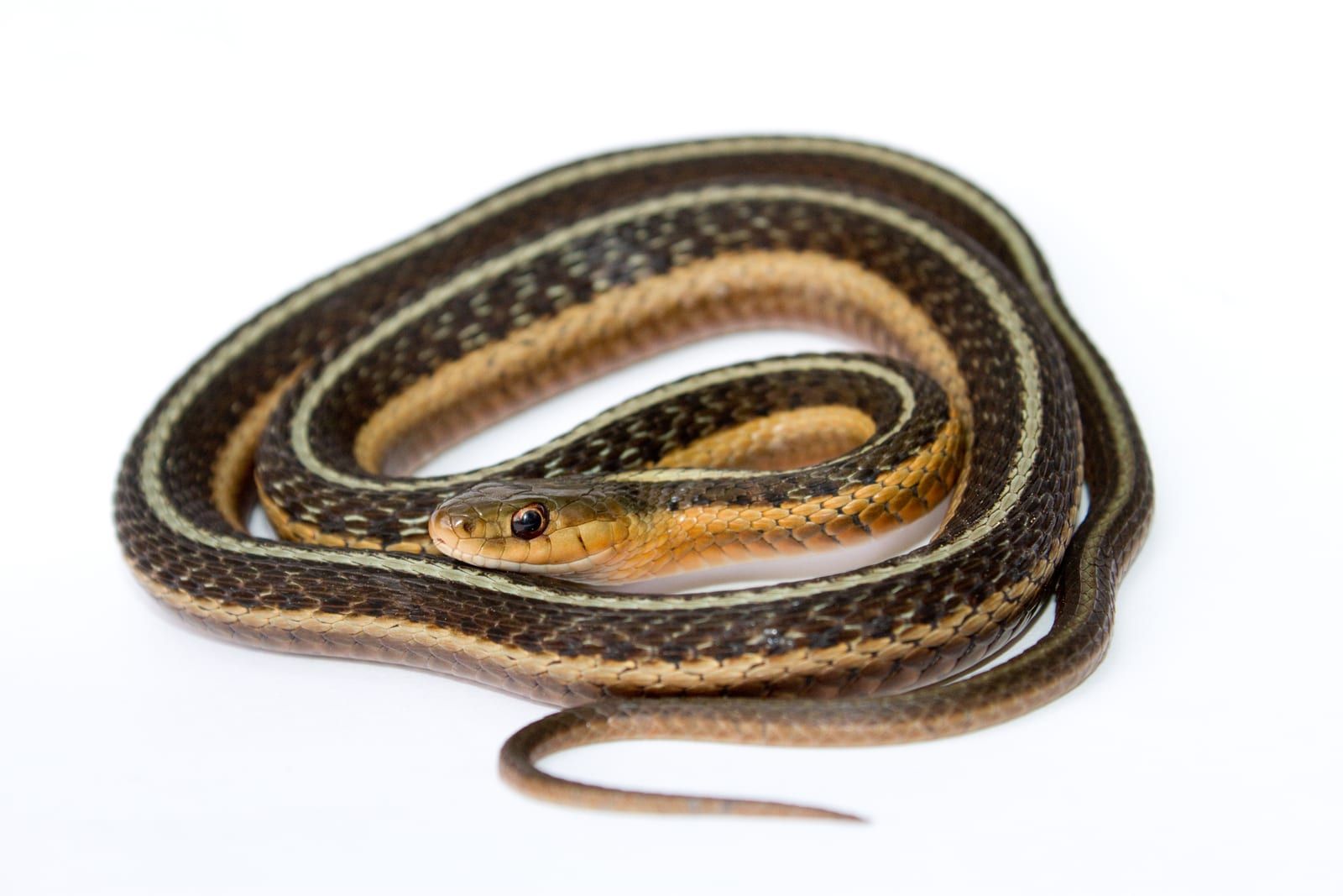 A common garter snake coiled on a plain white background, its dark body carrying three pale stripes over a checkered pattern, the head and lower sides washed orange-tan.
