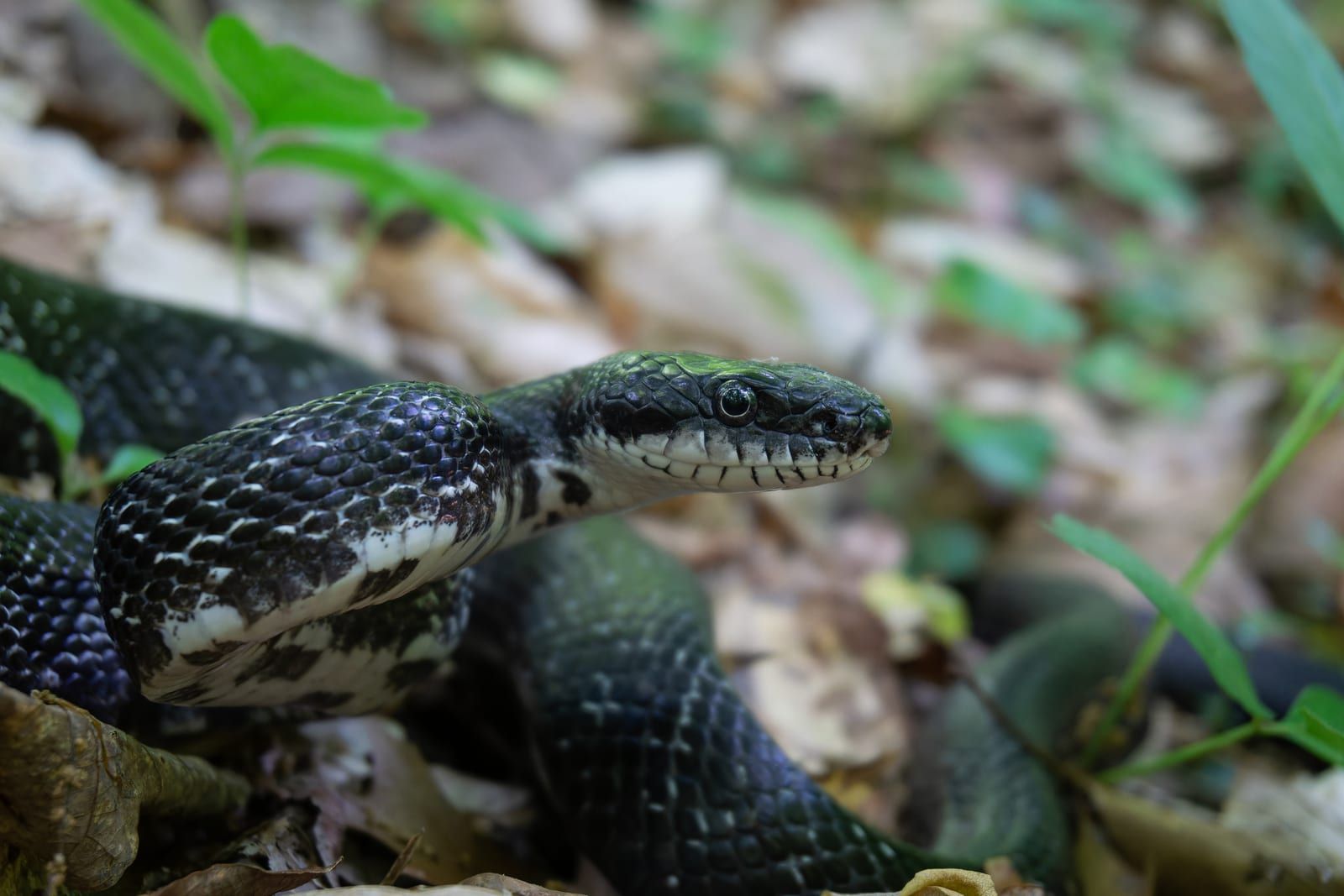 A glossy black eastern ratsnake lifting its head above the forest floor, its chin and lower jaw white against the shining dark body.