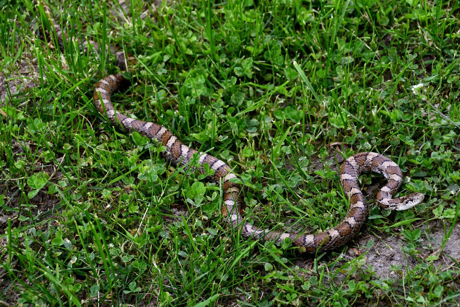 An eastern milksnake stretched across mown grass, its gray body marked down the back with a row of reddish-brown saddles each outlined in black.