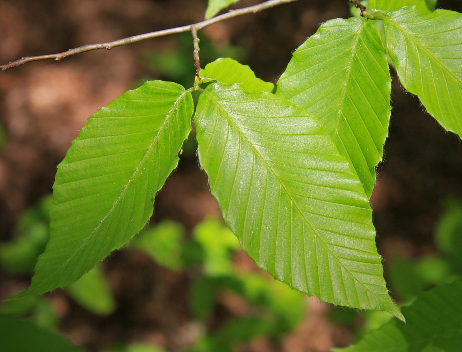 A spray of glossy young American beech leaves, bright yellow-green and ovate, each straight secondary vein running out to a small marginal tooth, hanging from a slender twig in dappled woodland light.