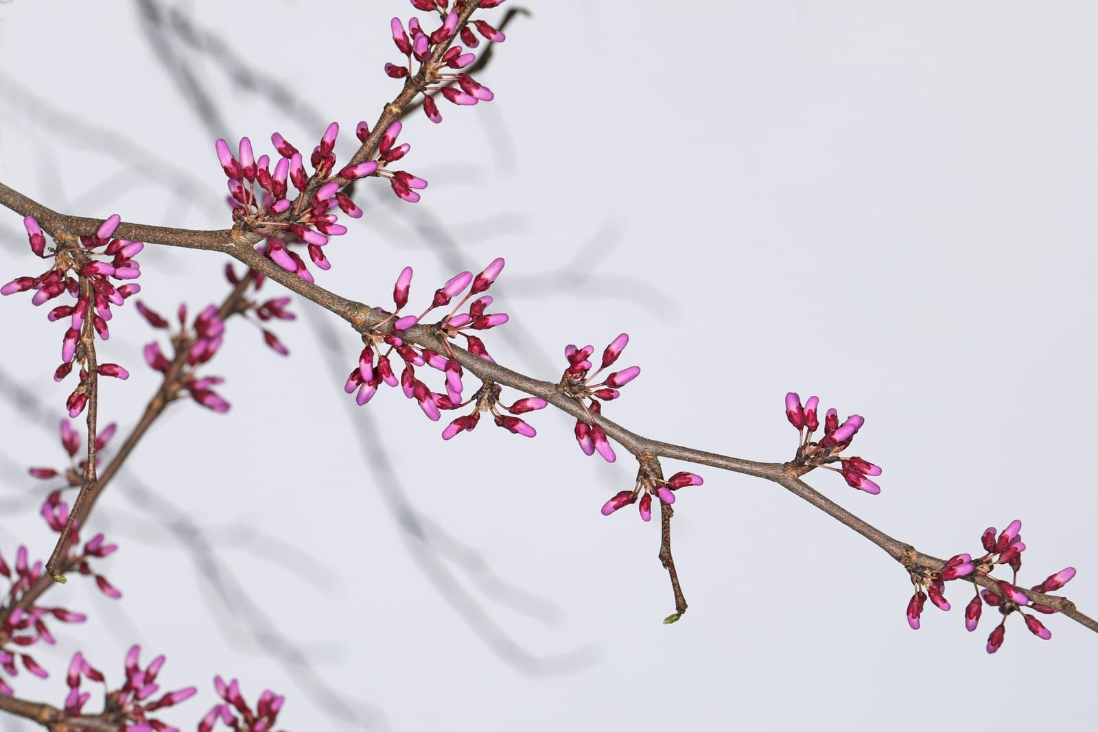 Clusters of magenta-pink pea-shaped redbud buds emerging directly from a bare woody branch, set against a plain pale background.