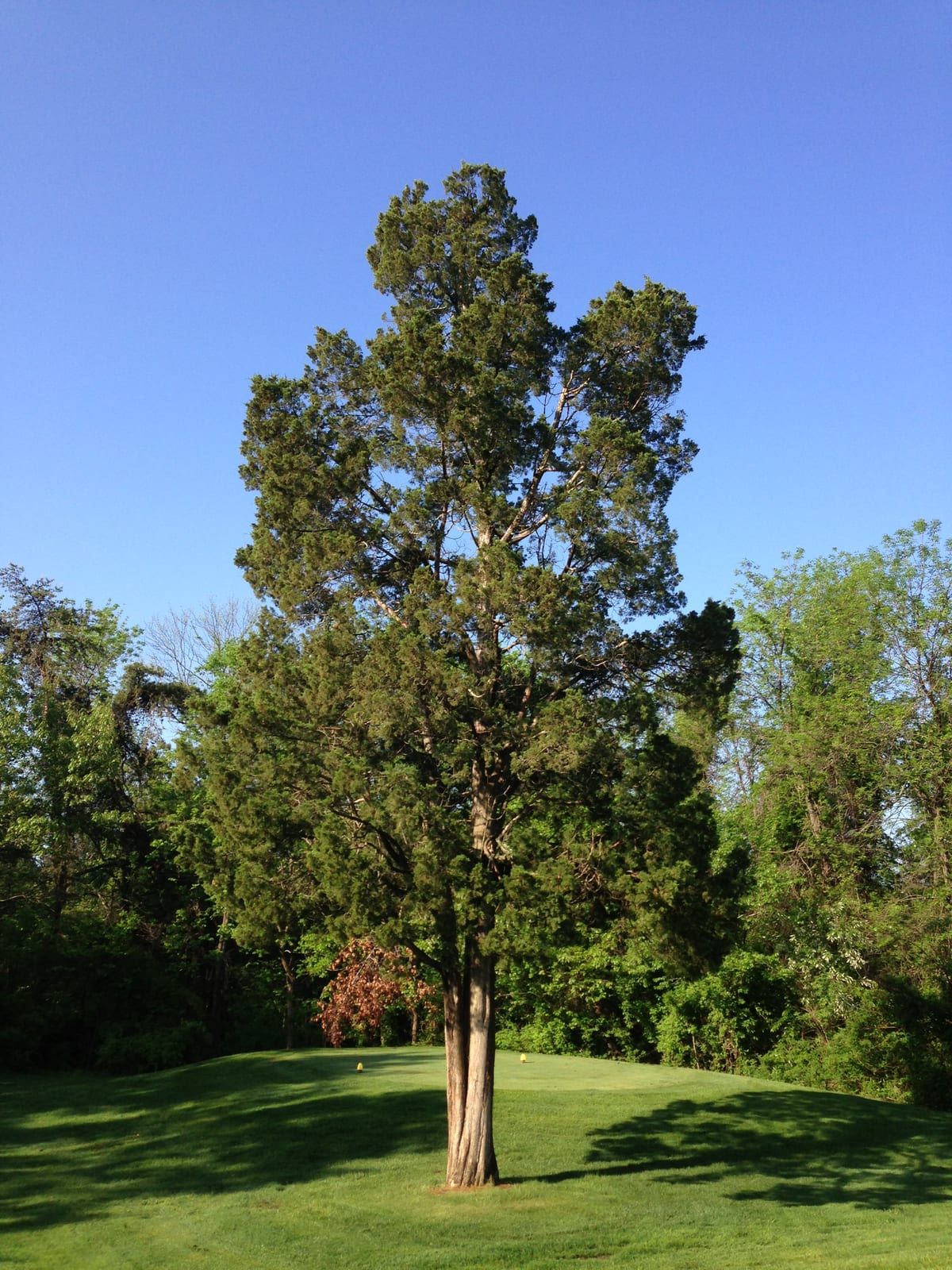 A mature eastern redcedar standing alone on a mowed slope, a dense columnar-conical evergreen with a straight fibrous reddish-brown trunk against a clear blue sky.