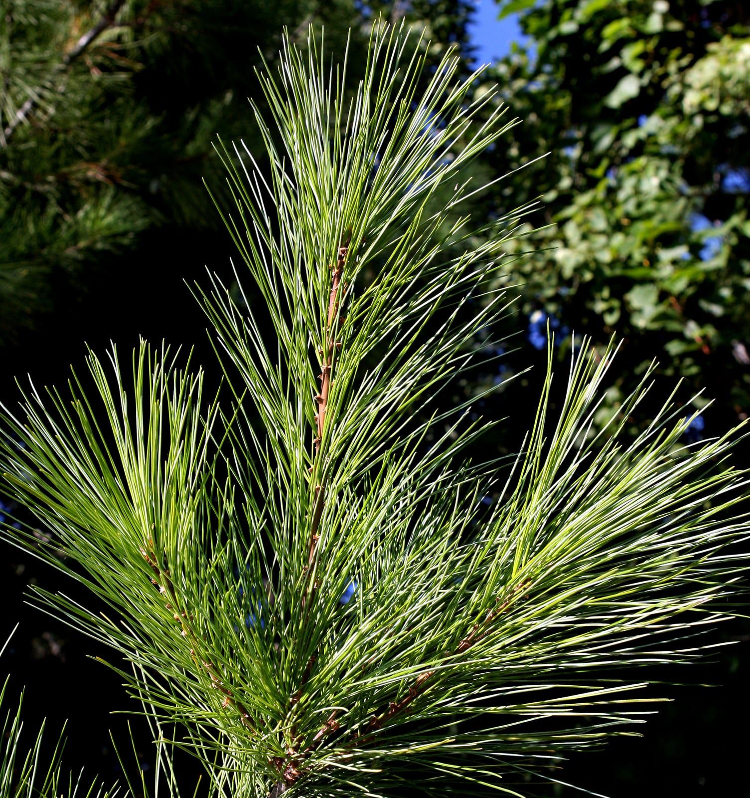 Tufts of long, slender, soft blue-green eastern white pine needles radiating from reddish-brown twigs, backlit in sunlight against a dark background.
