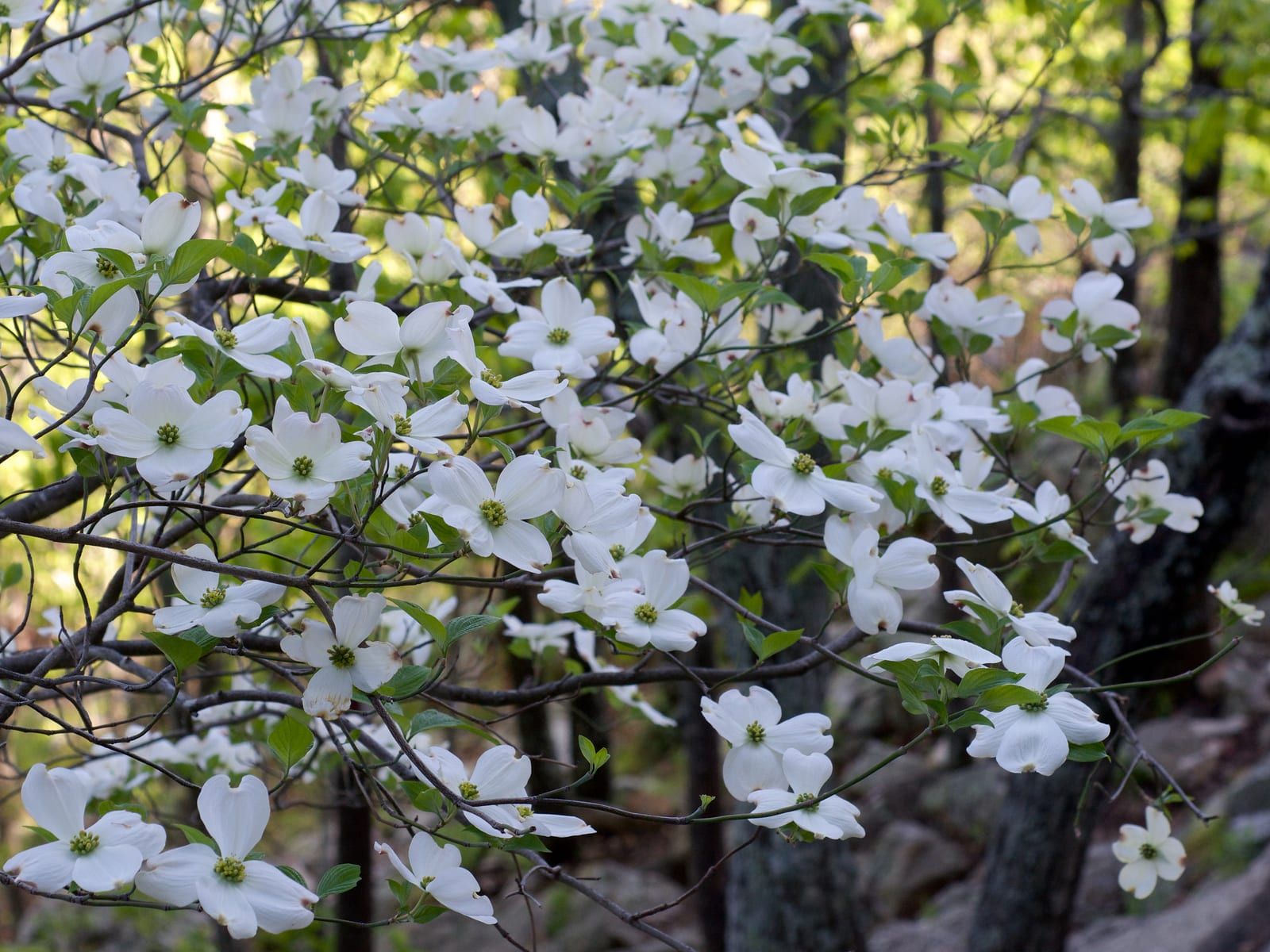 A flowering dogwood covered in blooms, each with four white notched petal-like bracts framing a small central cluster of tiny green flowers, arching over a woodland understory.