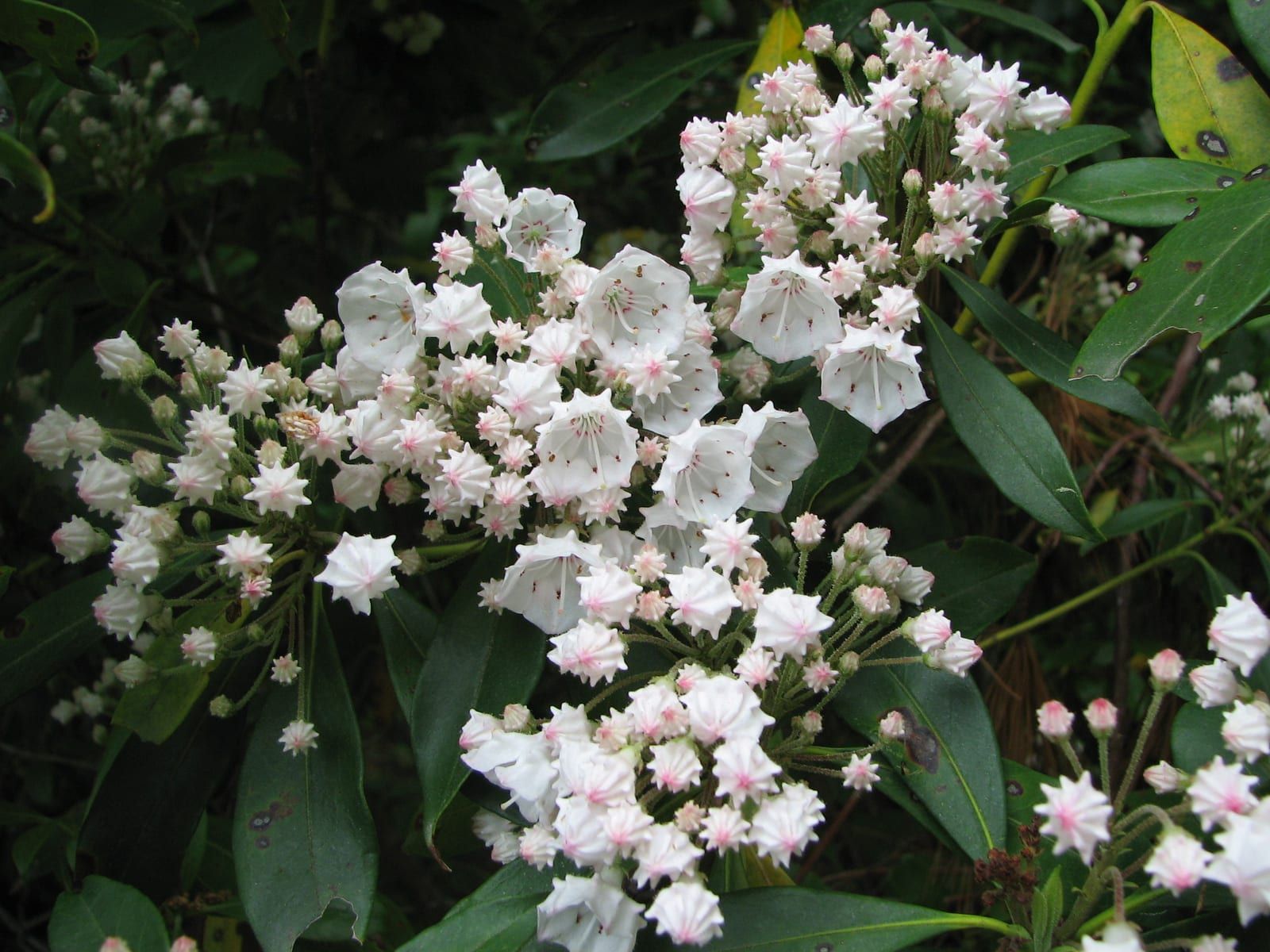 A dense cluster of mountain laurel flowers, crimped cup-shaped white-to-pink blooms with radiating anthers and pink star-patterned buds, above glossy dark evergreen leaves.