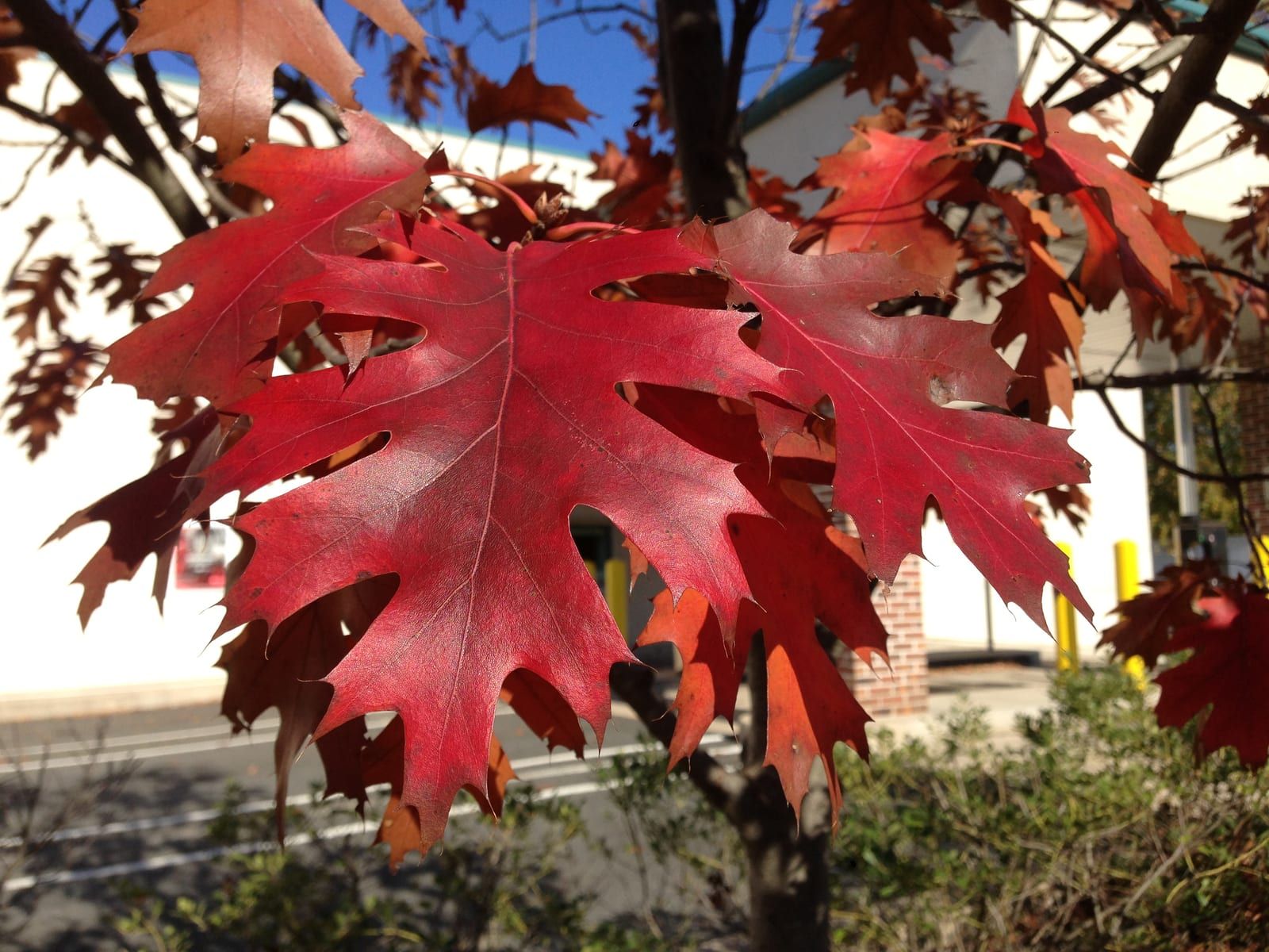 Northern red oak foliage turned brilliant red in autumn, the leaves with bristle-tipped pointed lobes and moderately deep sinuses, backlit on the tree.
