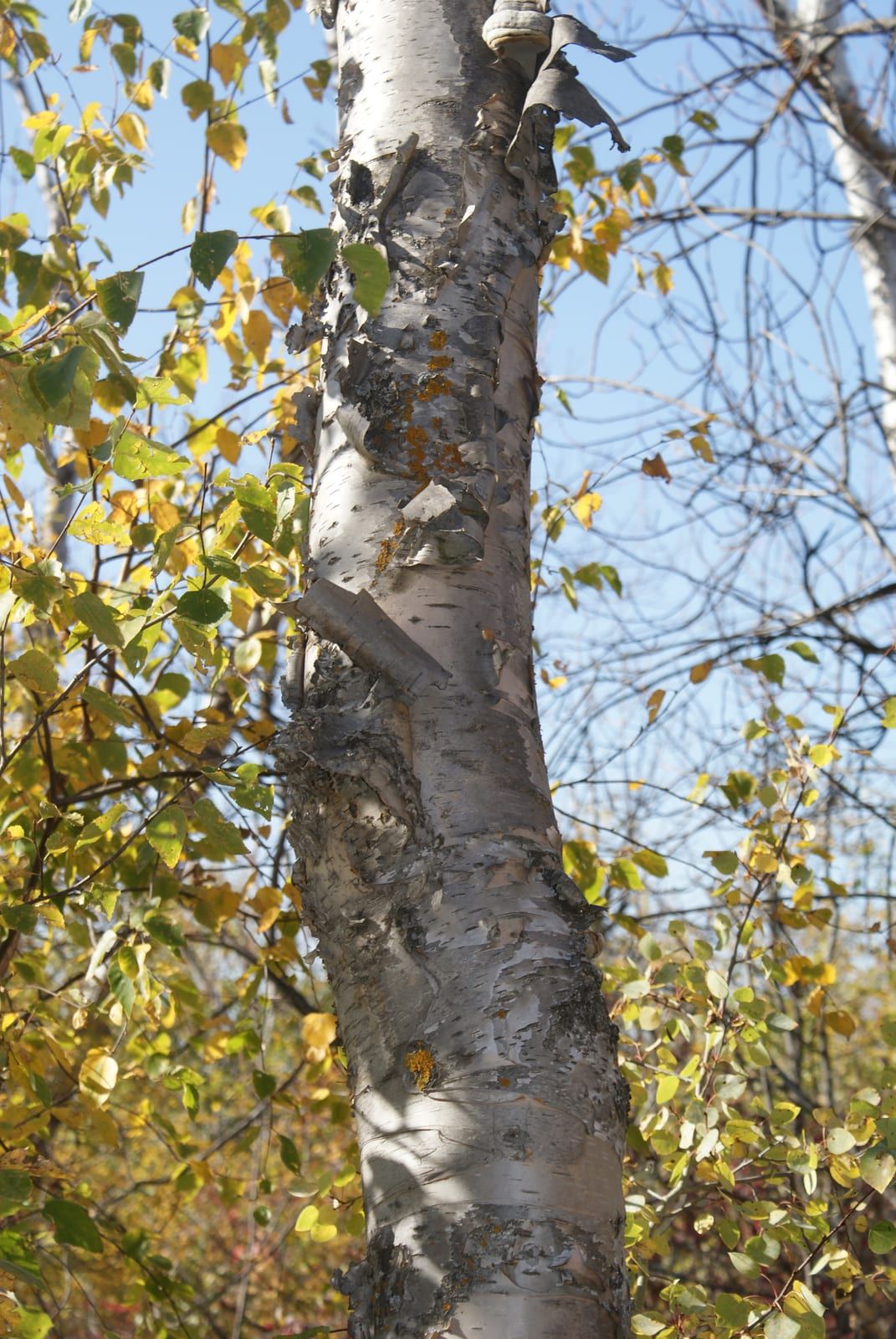 The trunk of a paper birch with white-to-creamy peeling papery bark marked by dark horizontal lenticels, framed by yellow autumn leaves and blue sky.
