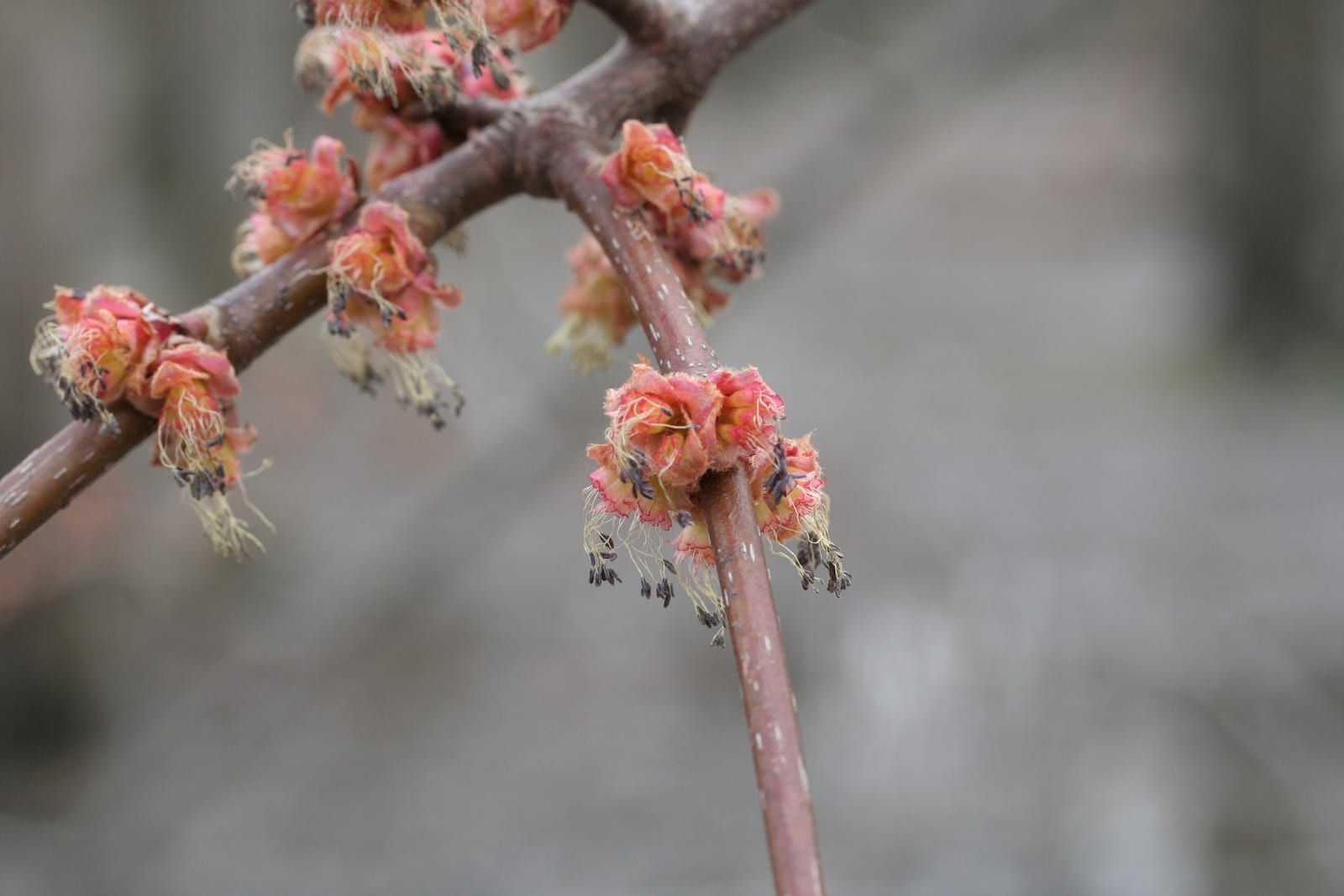 Clusters of small reddish red maple spring flowers with slender protruding stamens borne along a smooth red twig dotted with pale lenticels.