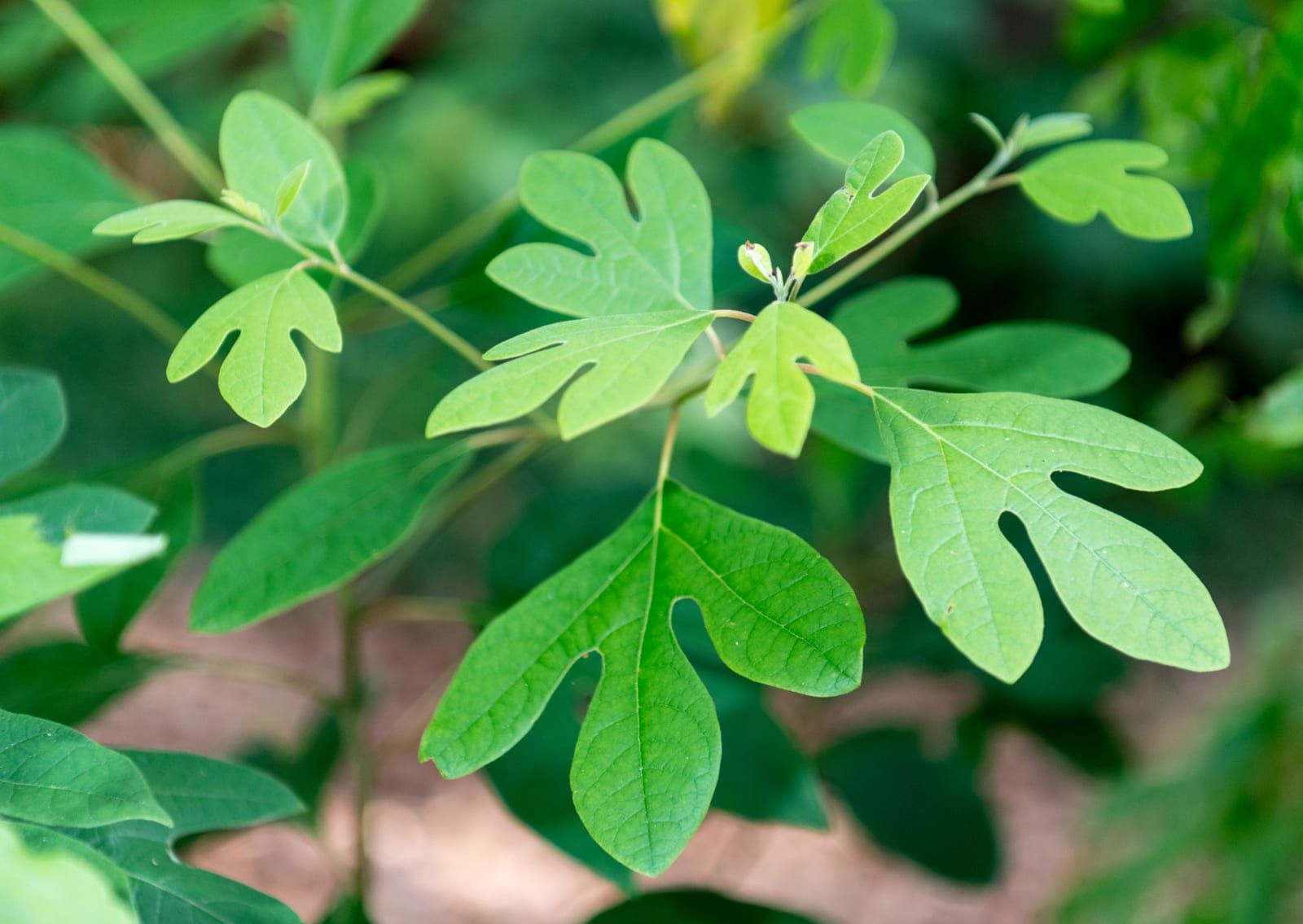 Sassafras foliage showing its three leaf shapes together on one branch, unlobed ovals, two-lobed mittens, and three-lobed leaves, in fresh green.