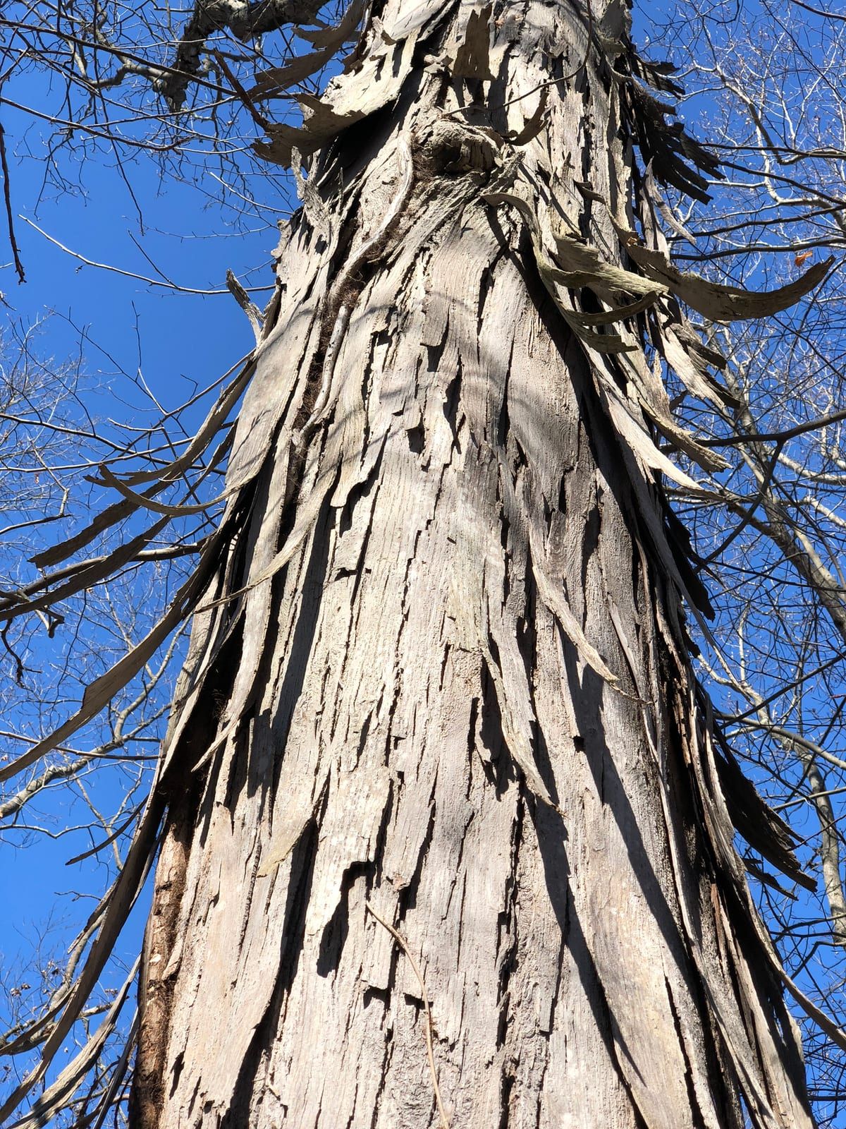 The trunk of a shagbark hickory seen from below, long shaggy strips of gray bark curling and peeling away from the trunk against a bright winter sky.