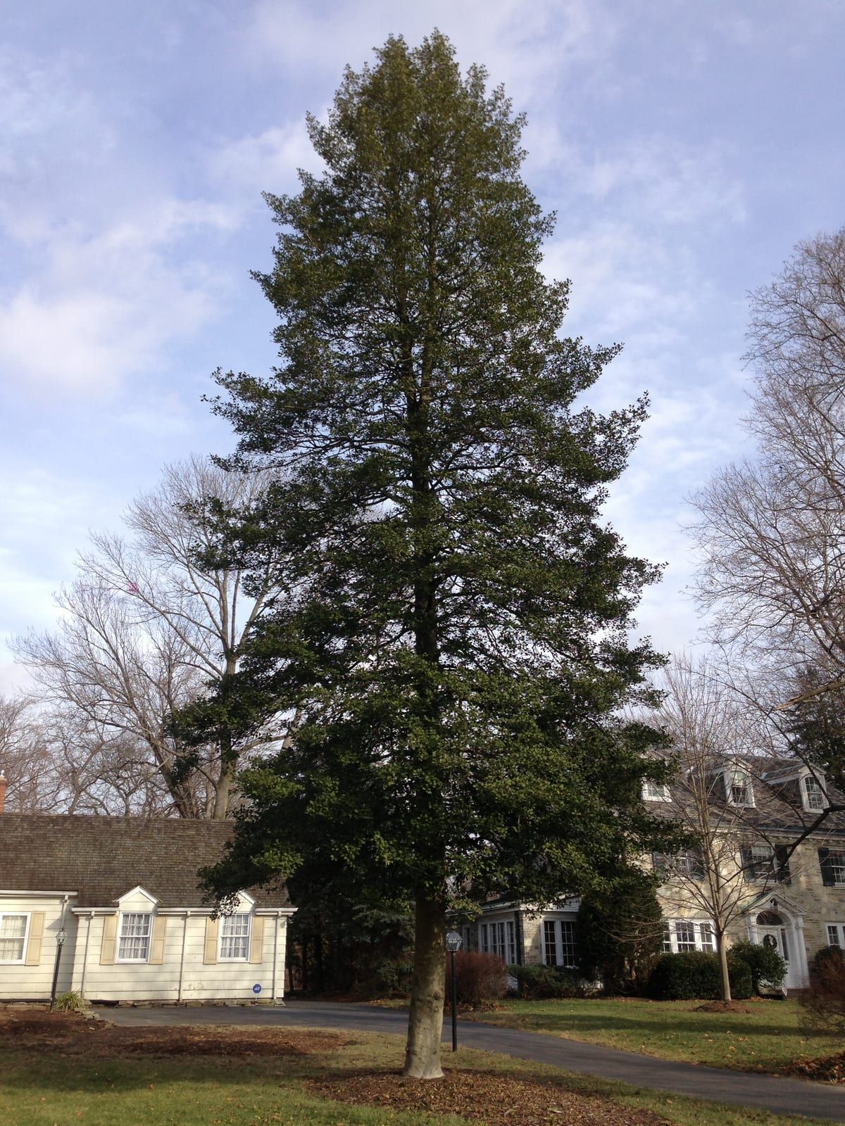 A dense, narrowly pyramidal broadleaf evergreen holly holding dark green foliage on a lawn while the surrounding deciduous trees stand bare against a pale winter sky.