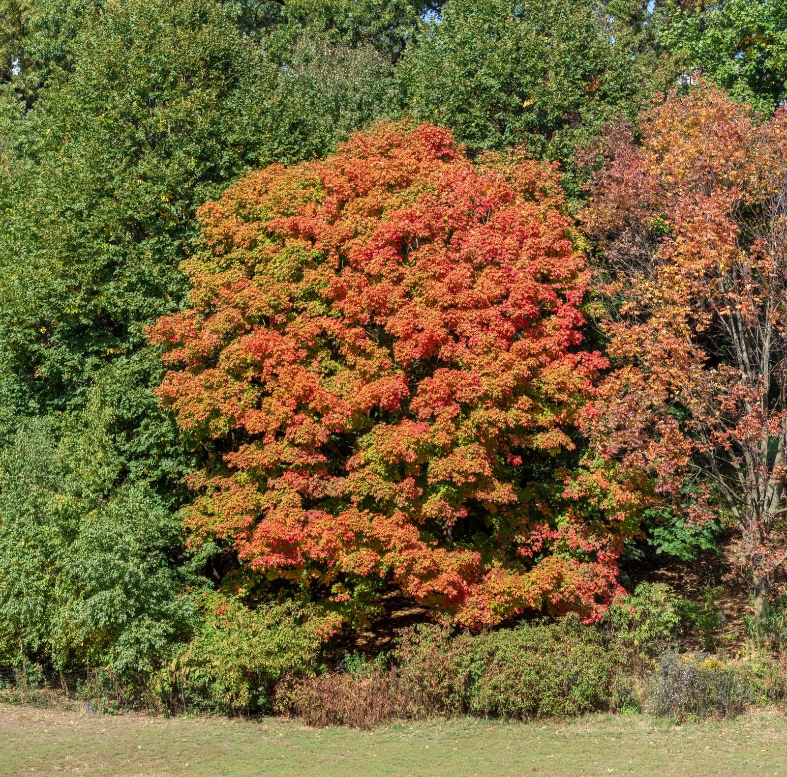 A mature sugar maple with a dense oval crown blazing in orange, red, and yellow autumn color, standing at the edge of a green woodland above a lawn.