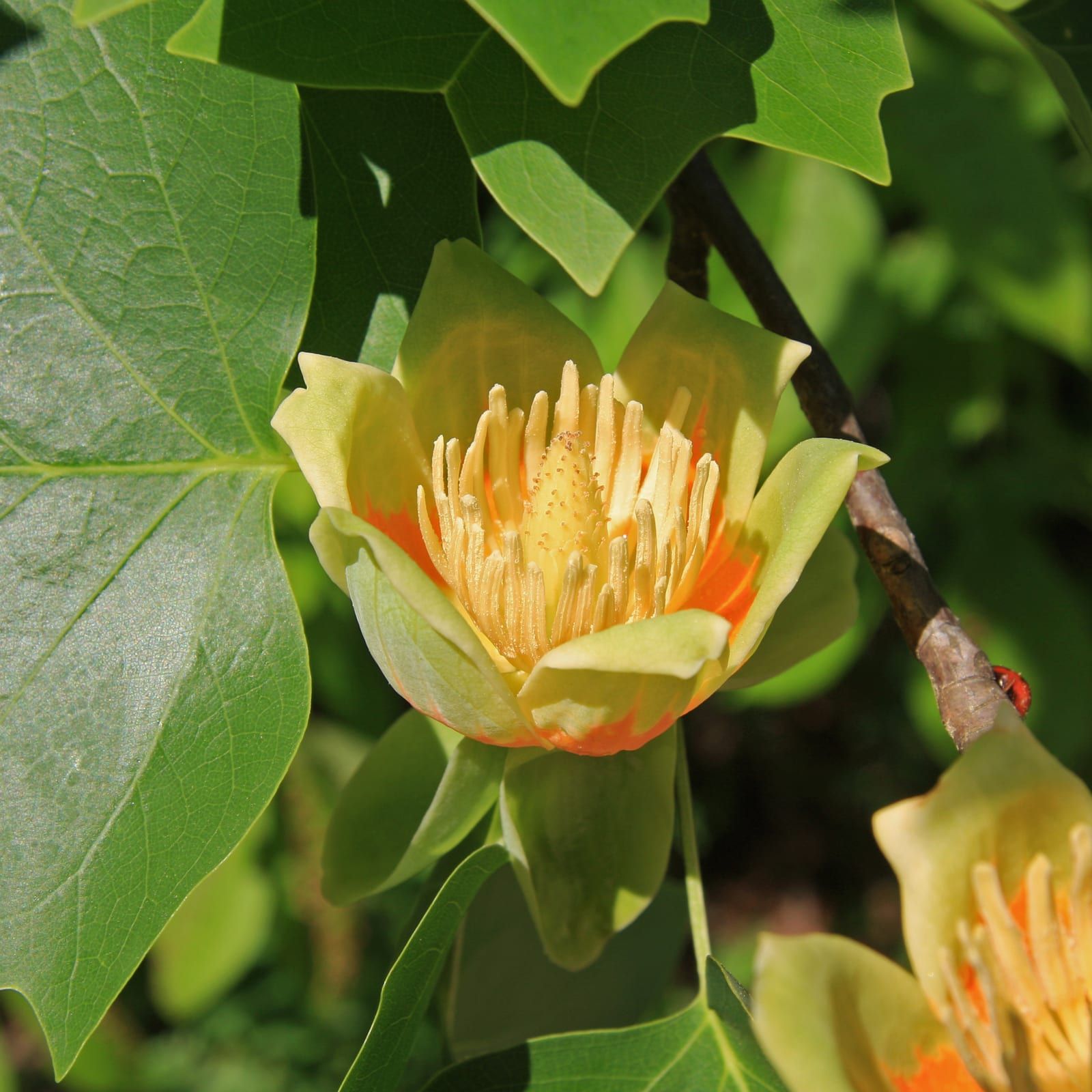 A tuliptree flower with greenish-yellow tepals and an orange basal band cupping a central cluster of pale stamens, framed by flat-topped four-lobed leaves.