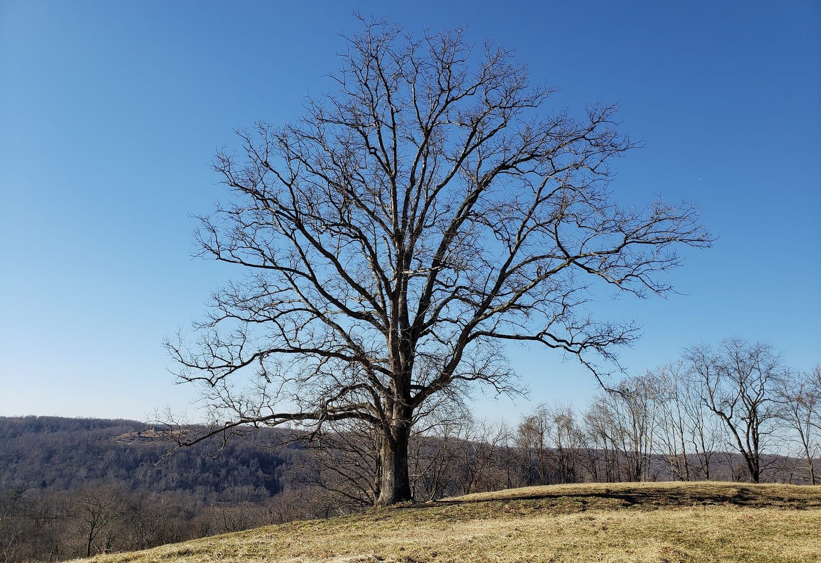 A leafless open-grown white oak on a grassy hilltop in winter, its broad, wide-spreading crown of stout branches silhouetted against a clear blue sky.