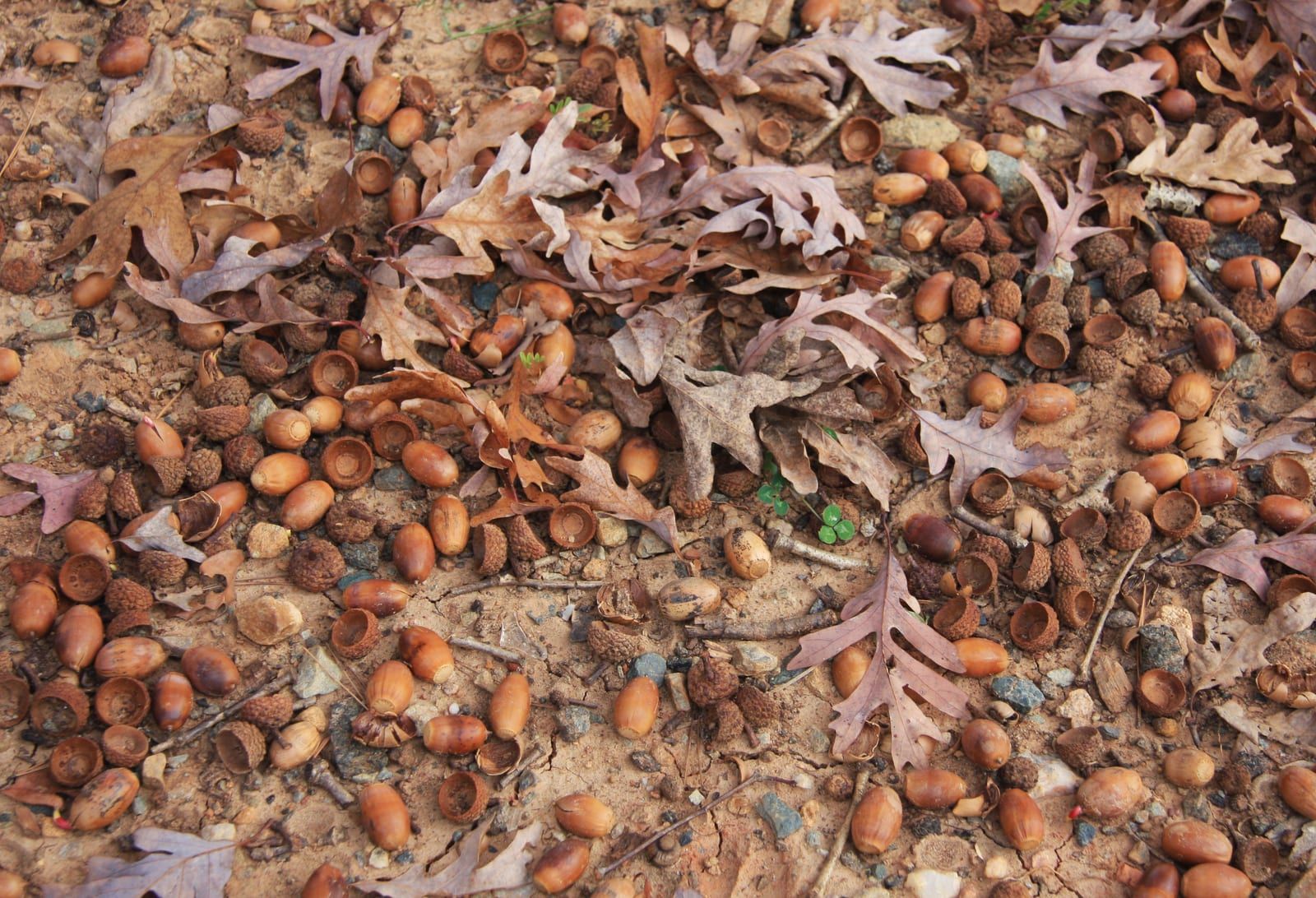 A carpet of fallen white oak leaves with rounded lobes and abundant acorns with shallow, warty caps scattered across bare ground.