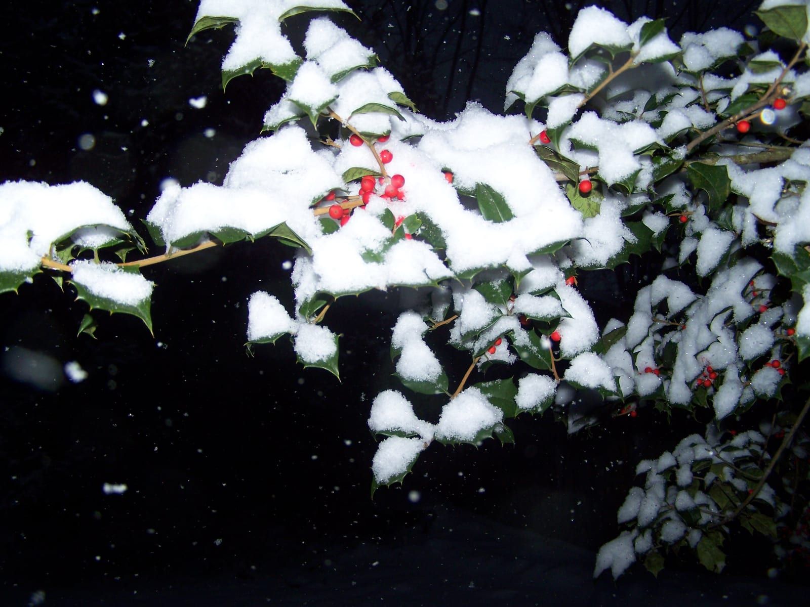 Snow-dusted American holly branches bearing spiny-margined glossy dark green leaves and clusters of bright red berries against a black night background.