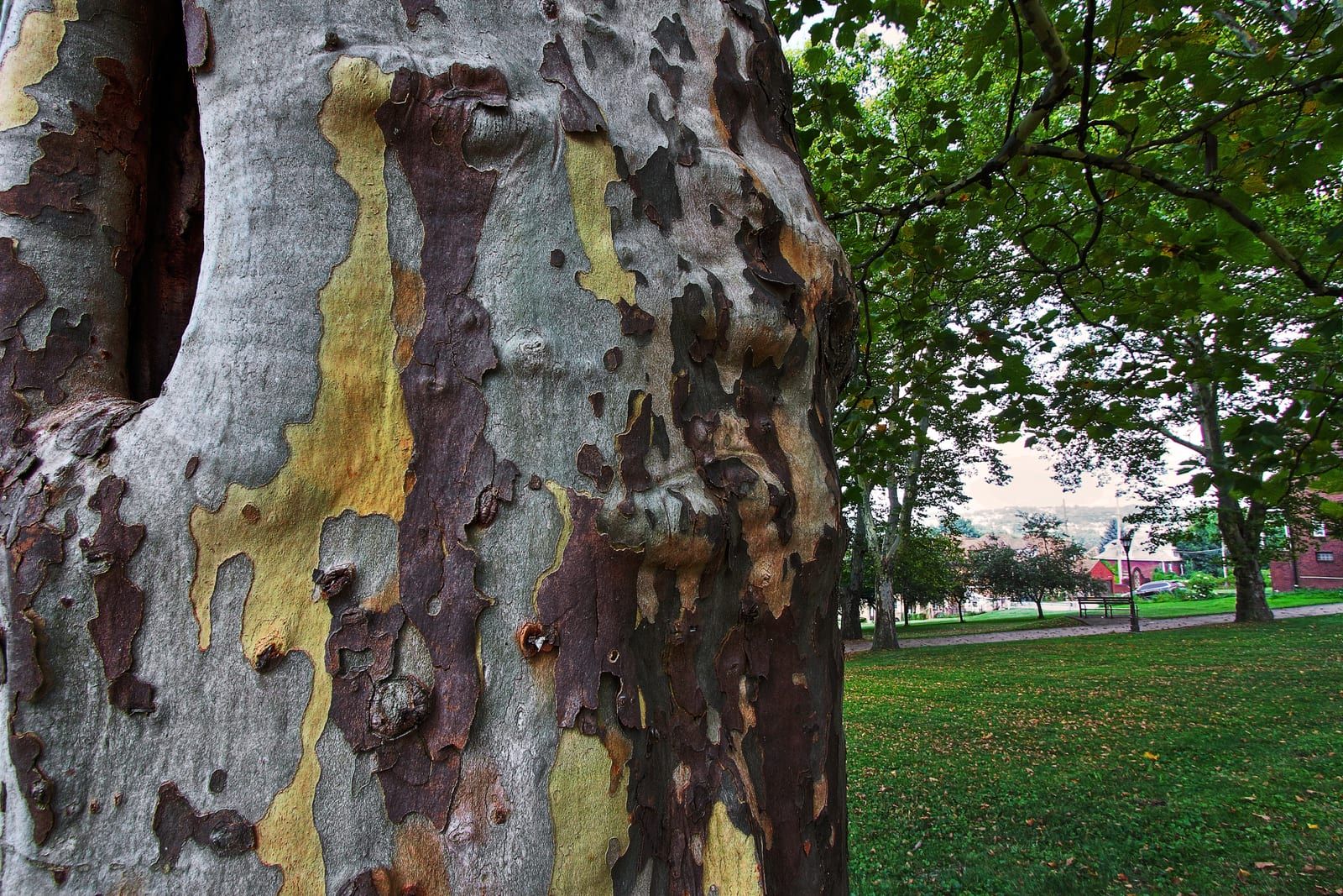 The trunk of an American sycamore showing mottled, exfoliating camouflage bark in patches of gray, cream, olive-yellow and brown, with a grassy park beyond.