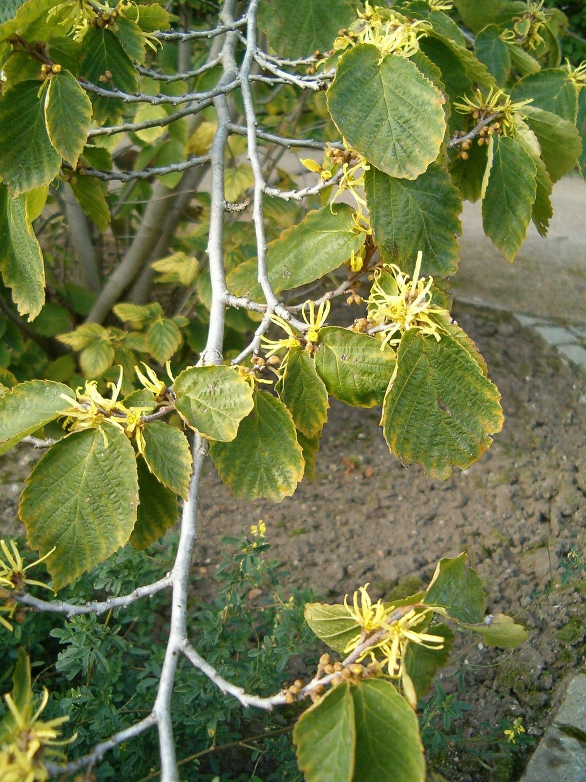 Branches of American witch-hazel bearing yellow strap-shaped ribbon-like petals clustered along the twigs alongside broad crenate leaves turning yellow in autumn.