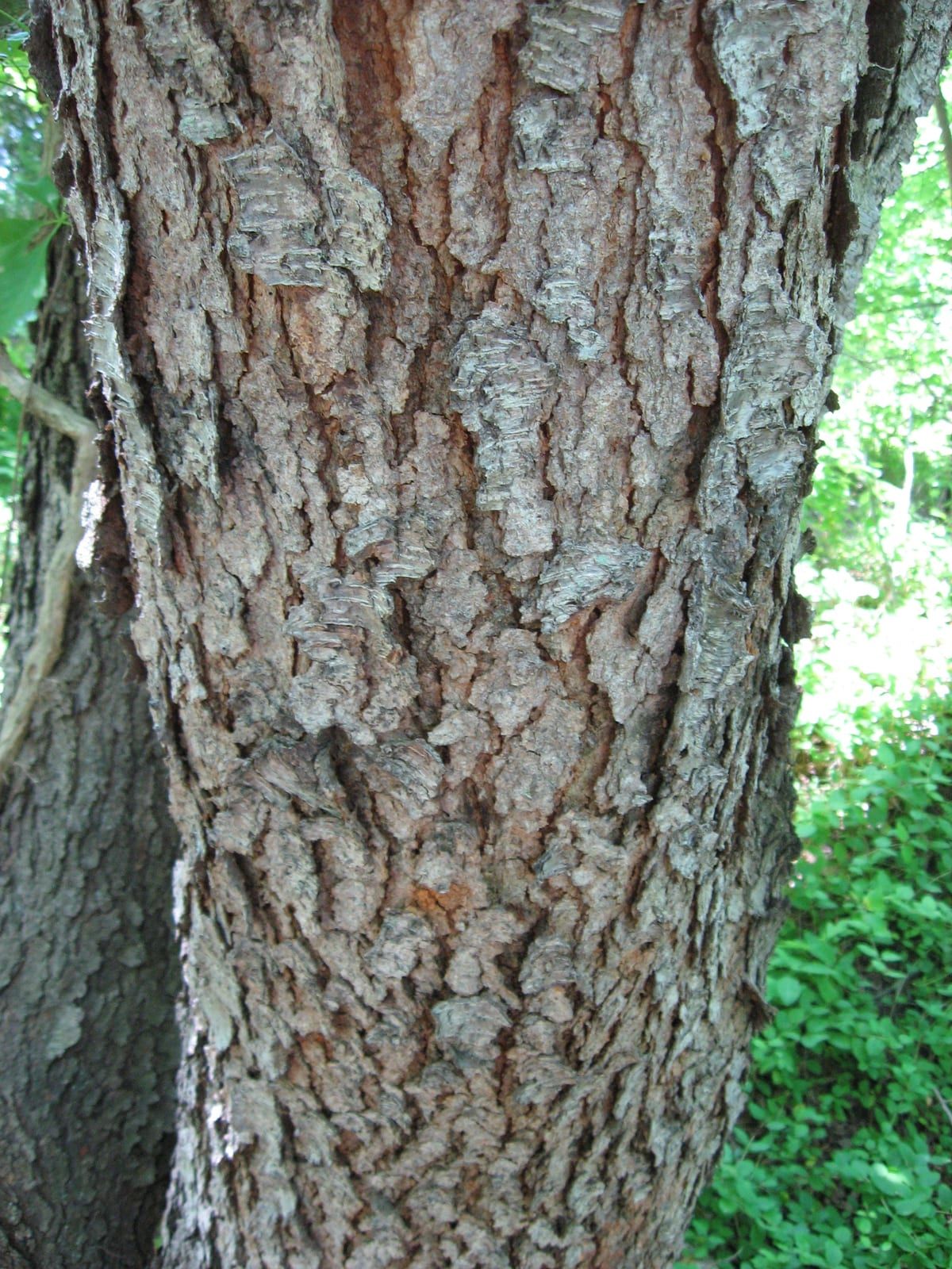 The trunk of a mature black cherry covered in dark, scaly bark plates that curl like burnt cornflakes, standing in a green woodland.