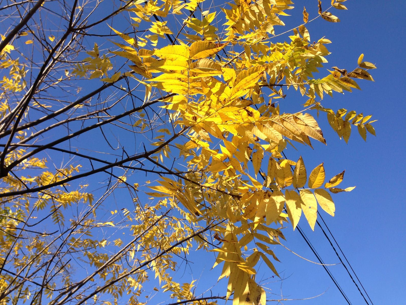 Pinnately compound black walnut leaves with many lance-shaped leaflets glowing golden-yellow in autumn against a deep blue sky.