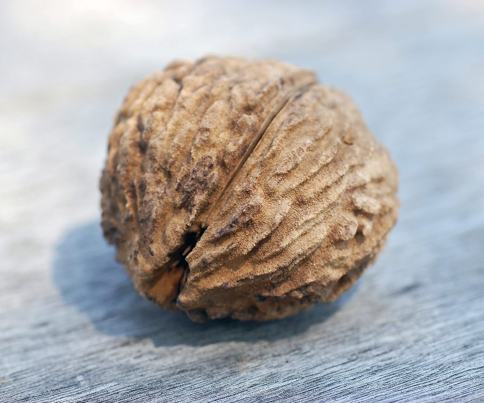 A single black walnut with the husk removed, its rounded shell deeply furrowed and corrugated in brown, resting on a weathered gray board.