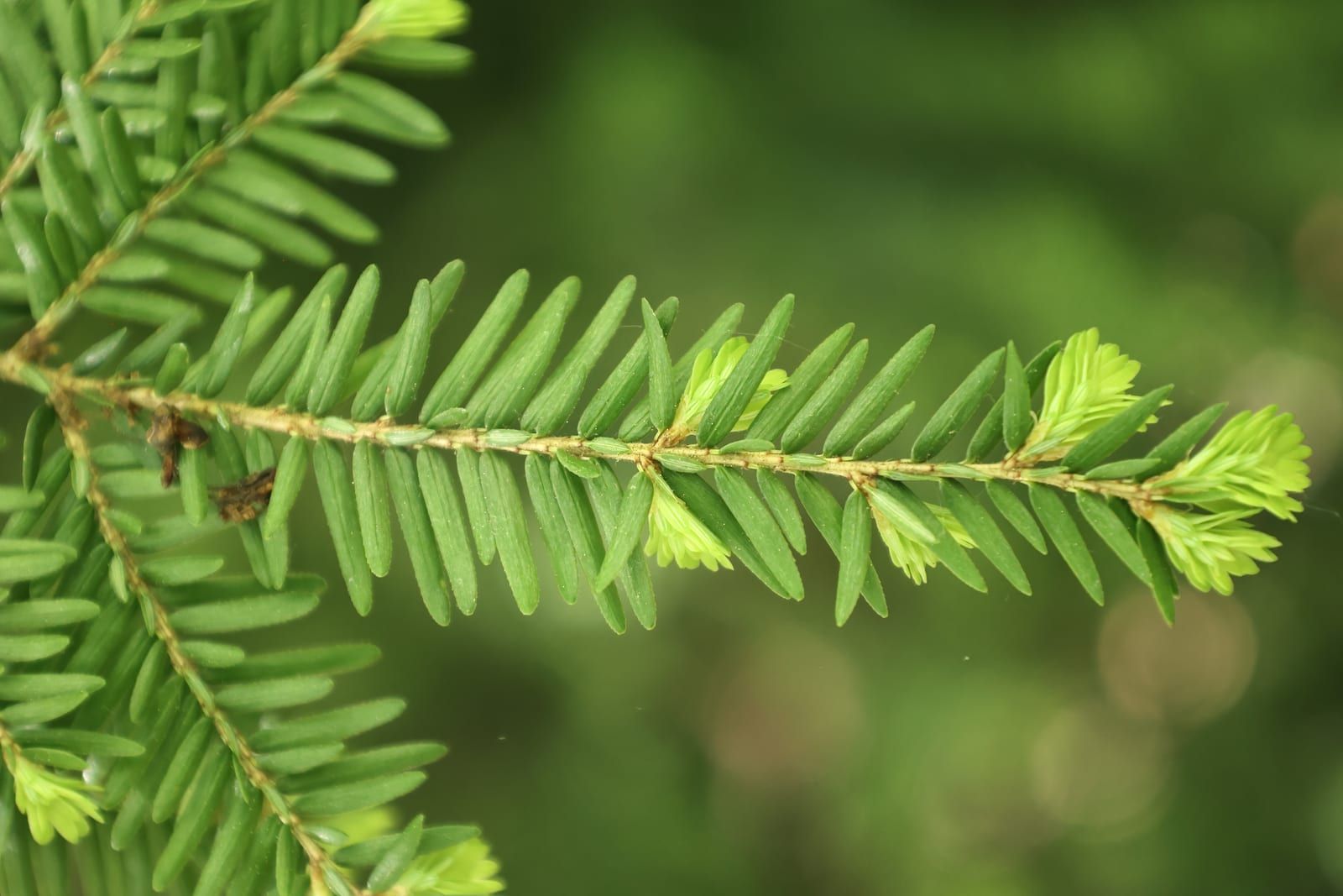 A flat spray of eastern hemlock foliage, short blunt needles arranged in two ranks along a slender twig, with bright pale-green new growth flushing at the tips.