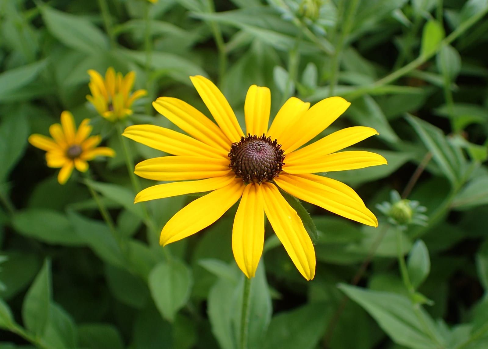 A single black-eyed Susan flower with a ring of golden-yellow rays around a domed dark chocolate-brown central cone, set against green foliage.