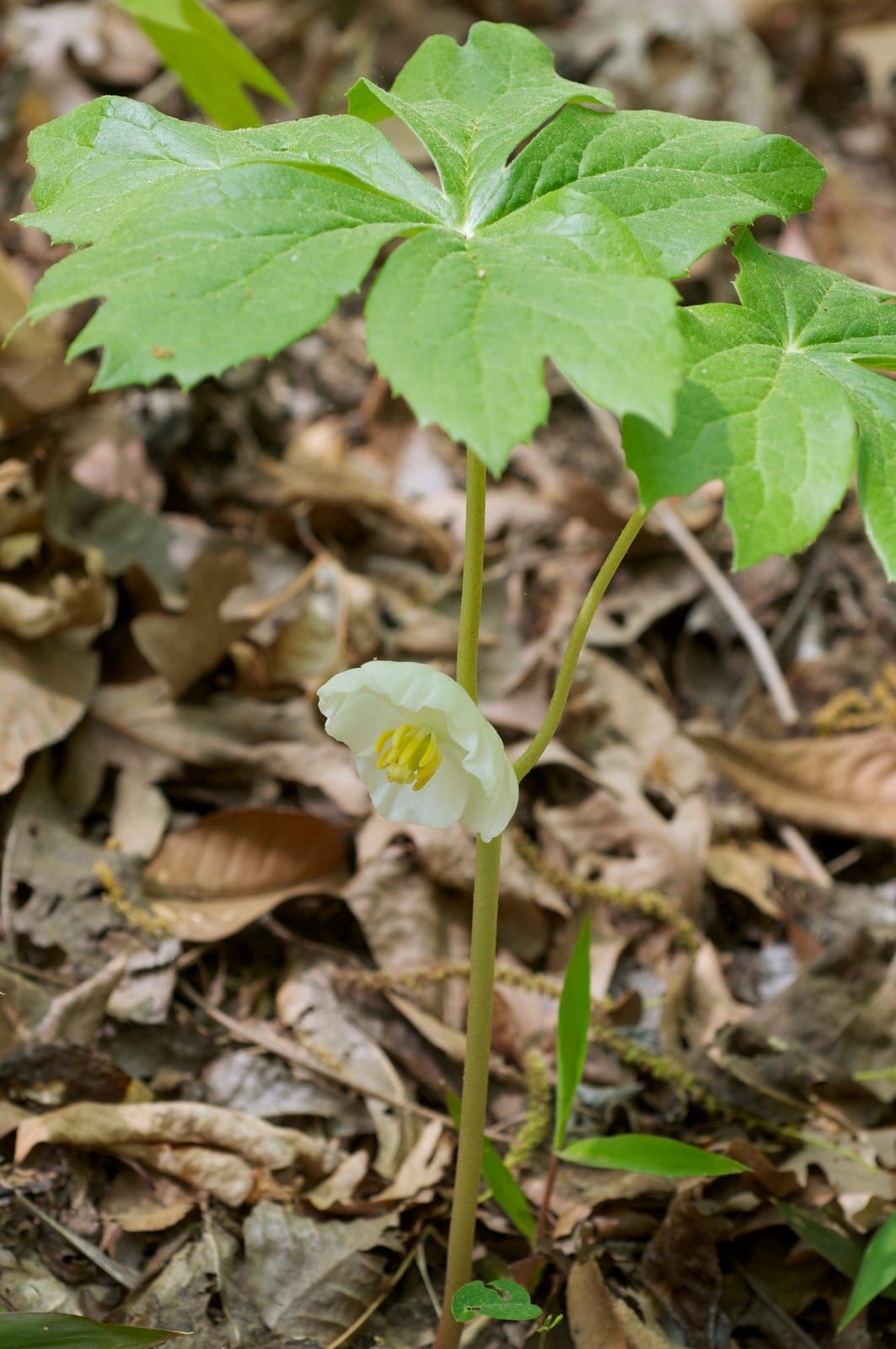 A mayapple with two umbrella-like deeply lobed leaves and a single nodding white flower with a yellow center hanging beneath the leaf fork.