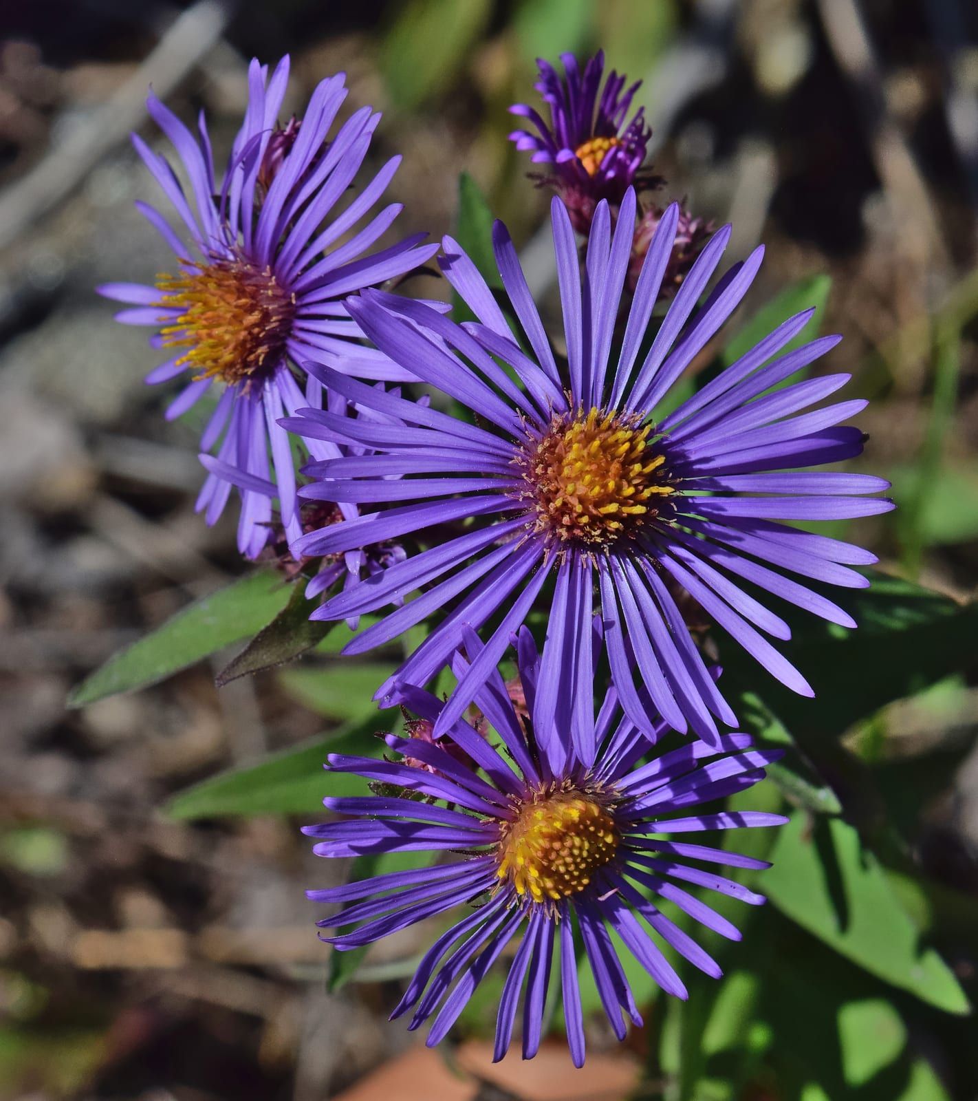 A cluster of deep violet-purple New England aster flowers, each with many narrow rays around a golden-yellow center, among green leaves.